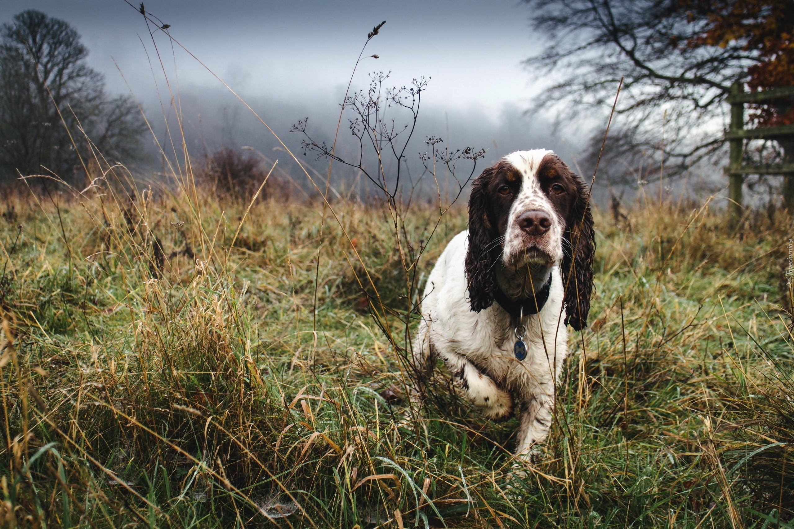 Spaniel, Spacer, Łąka, Drzewa, Las, Mgła, Świt