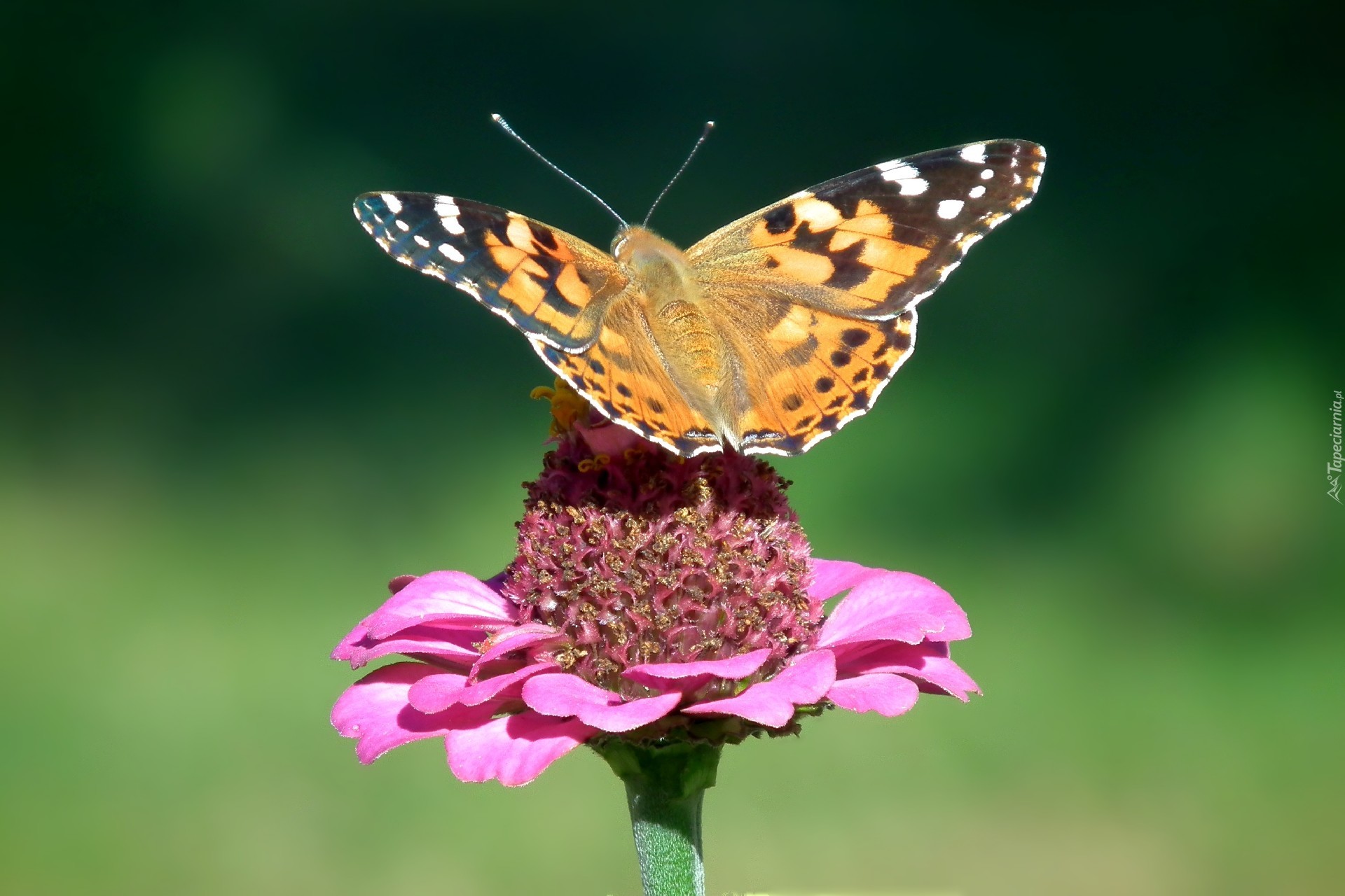 Piękny, Motyl, Rusałka, Osetnik