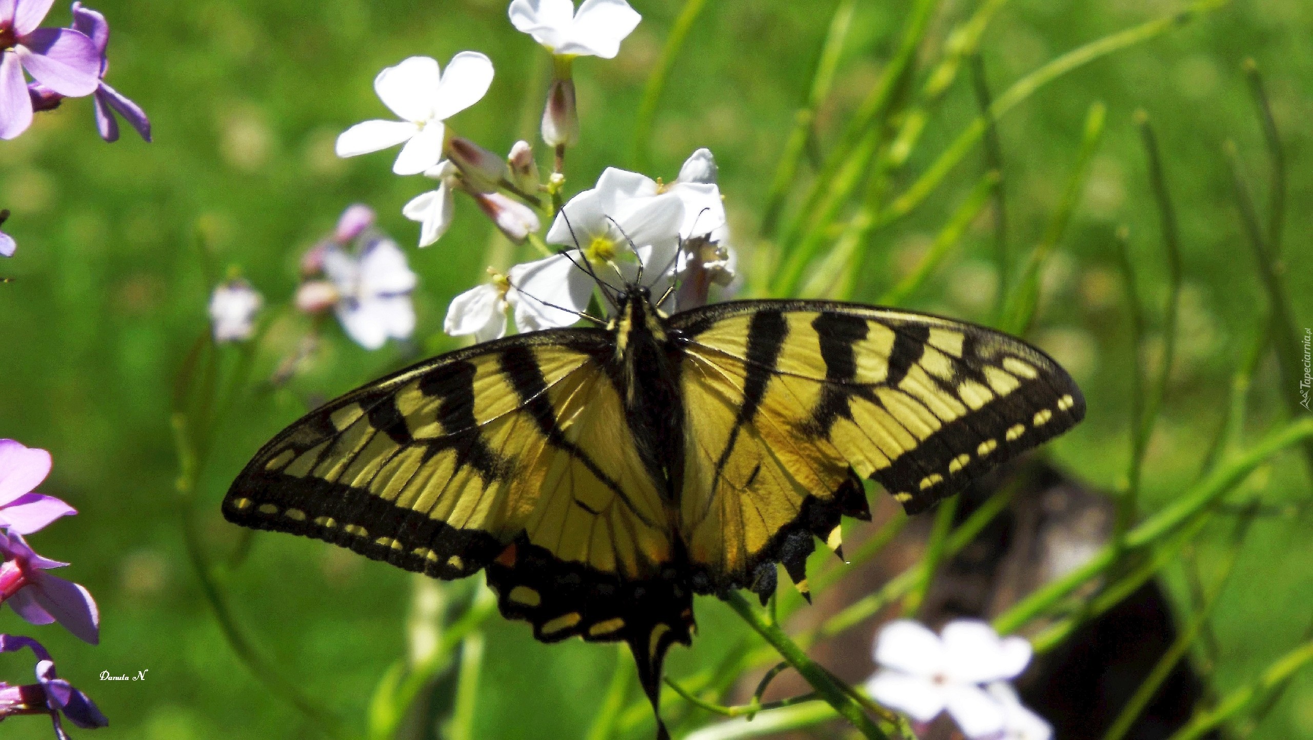 Żółty, Czarny, Motyl