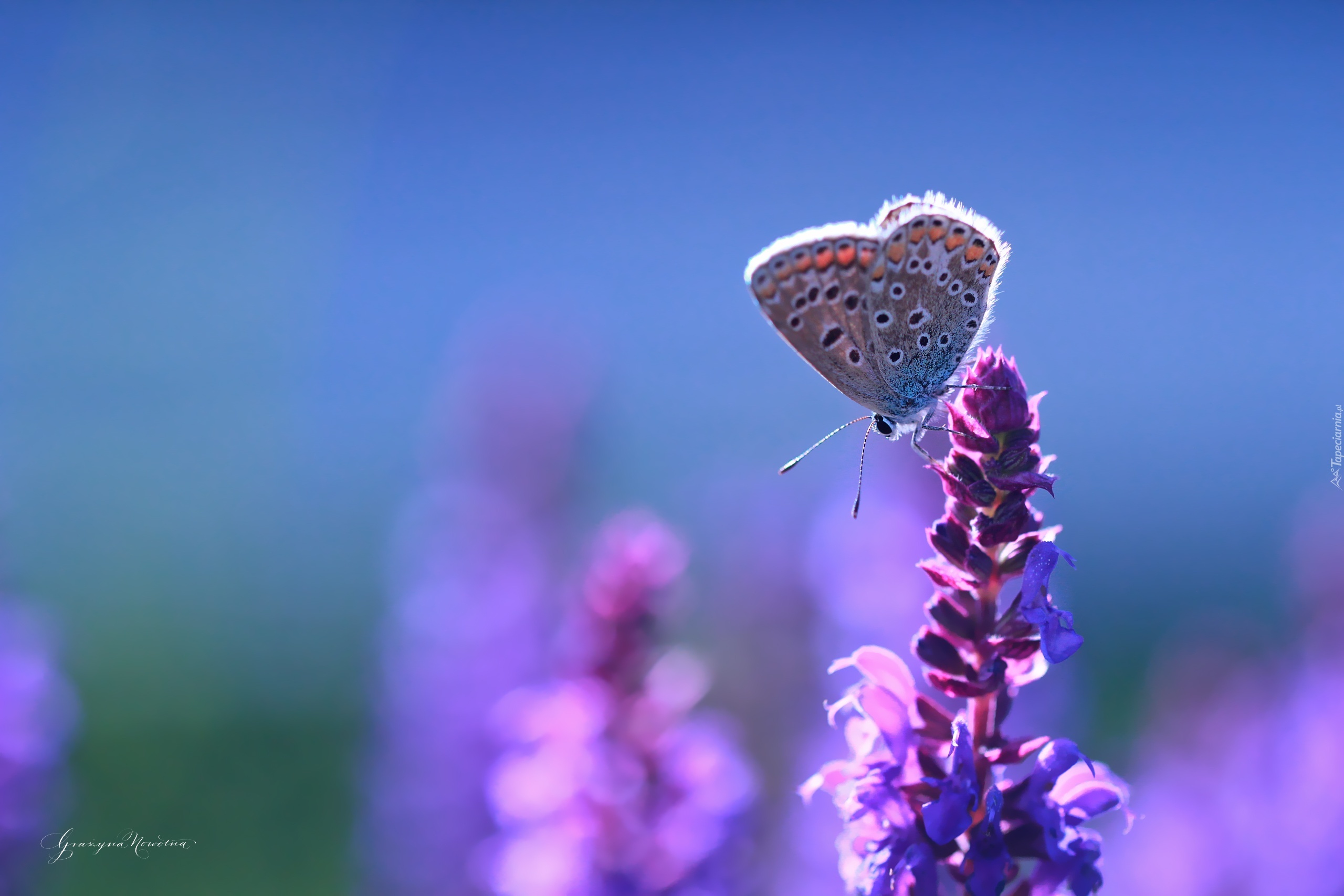 Modraszek, Motyl, Kwiat