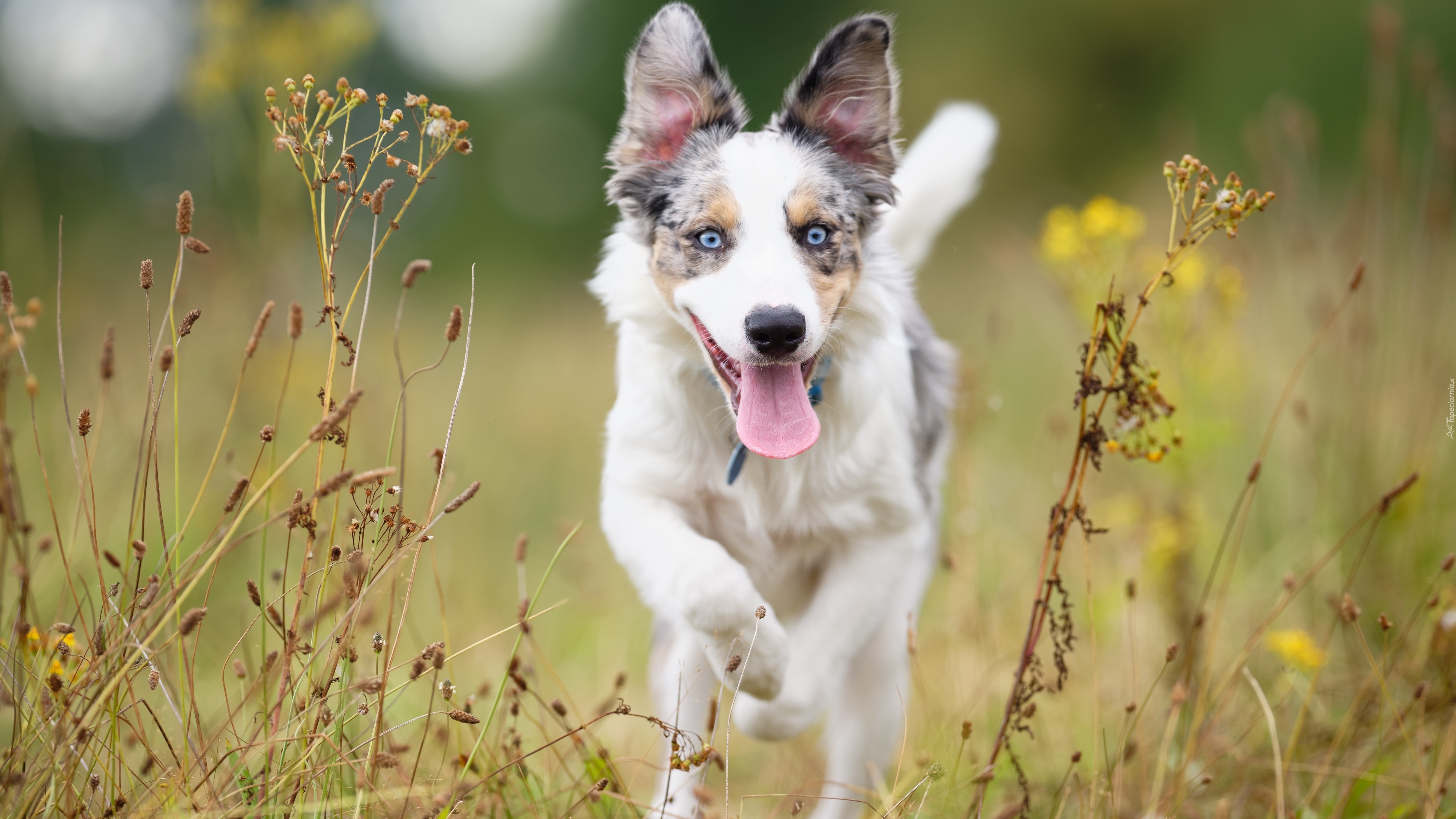 Border collie, Łąka