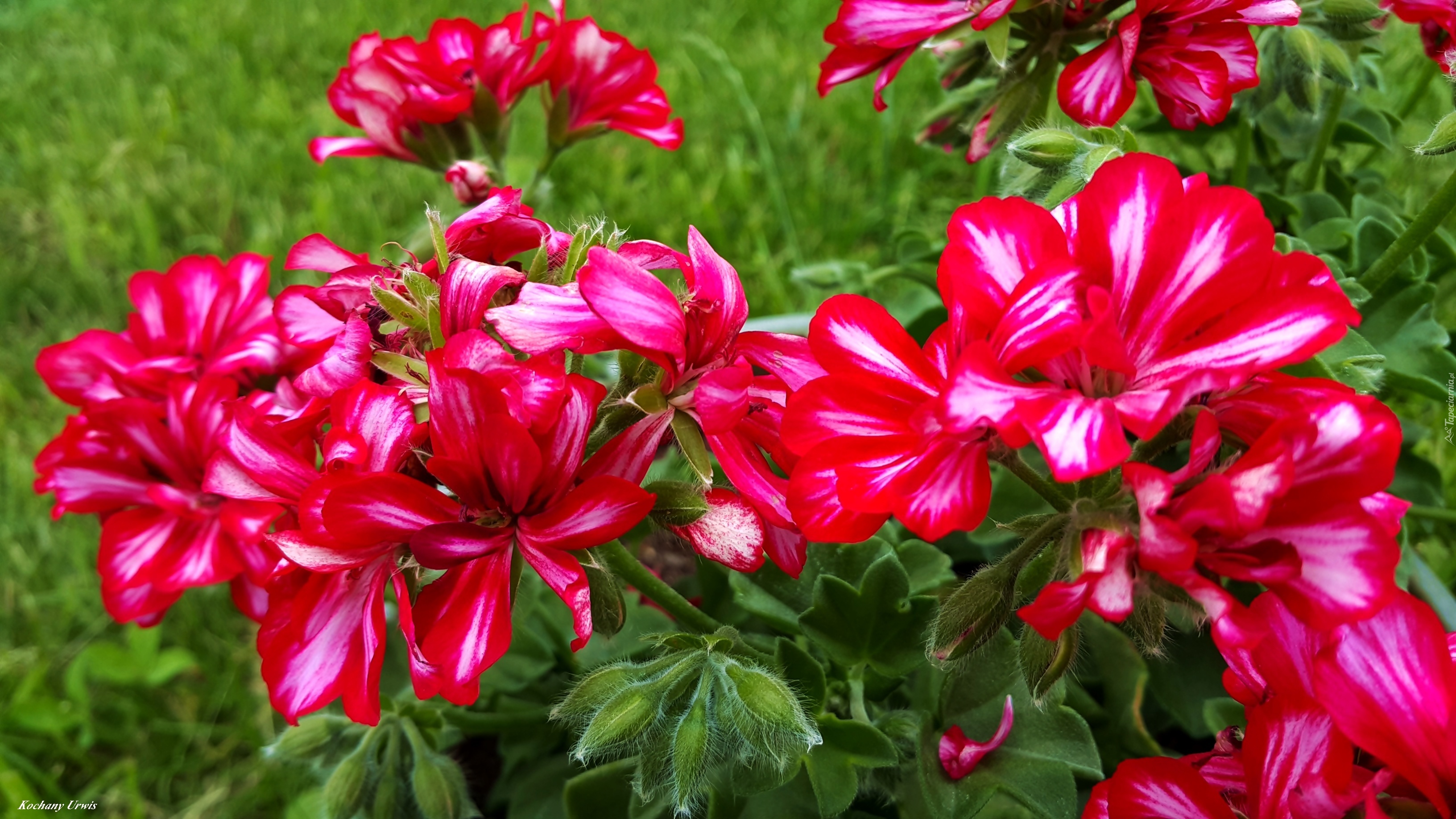 Czerwone, Pelargonie