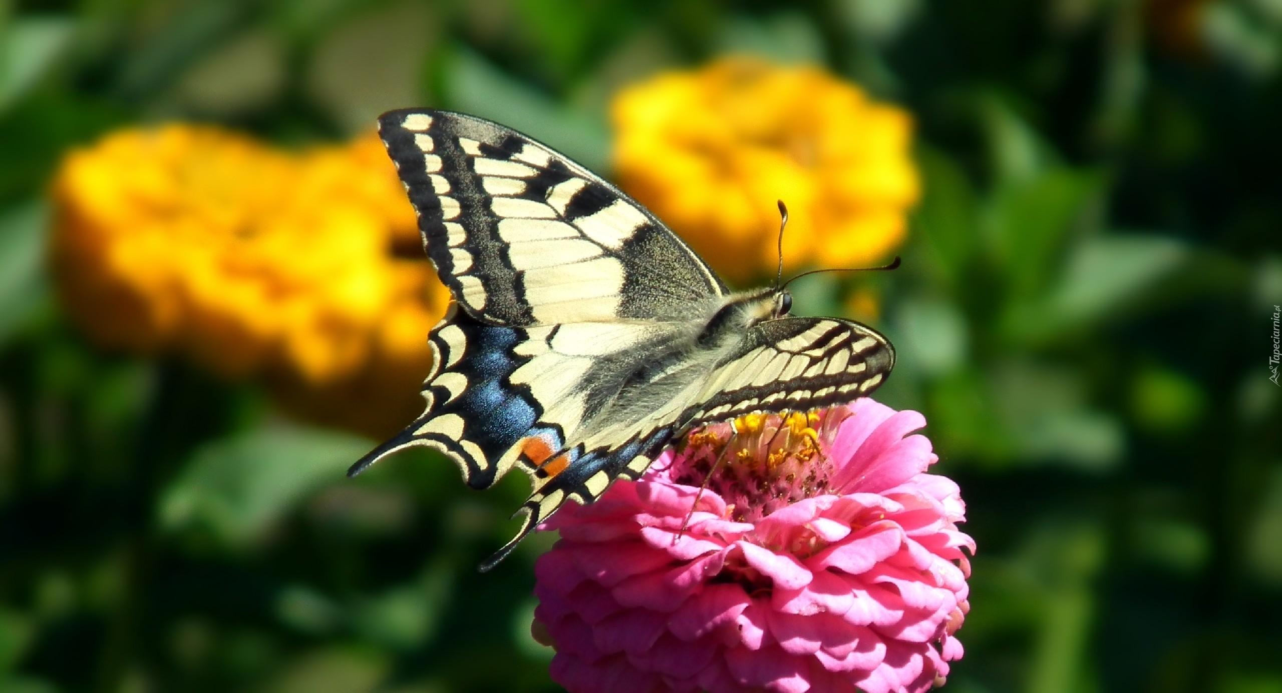 Motyl, Paź królowej