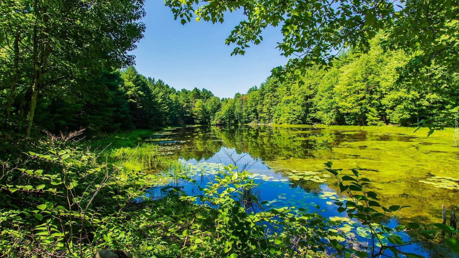 Park, Staw, Roślinność, Drzewa, Liście