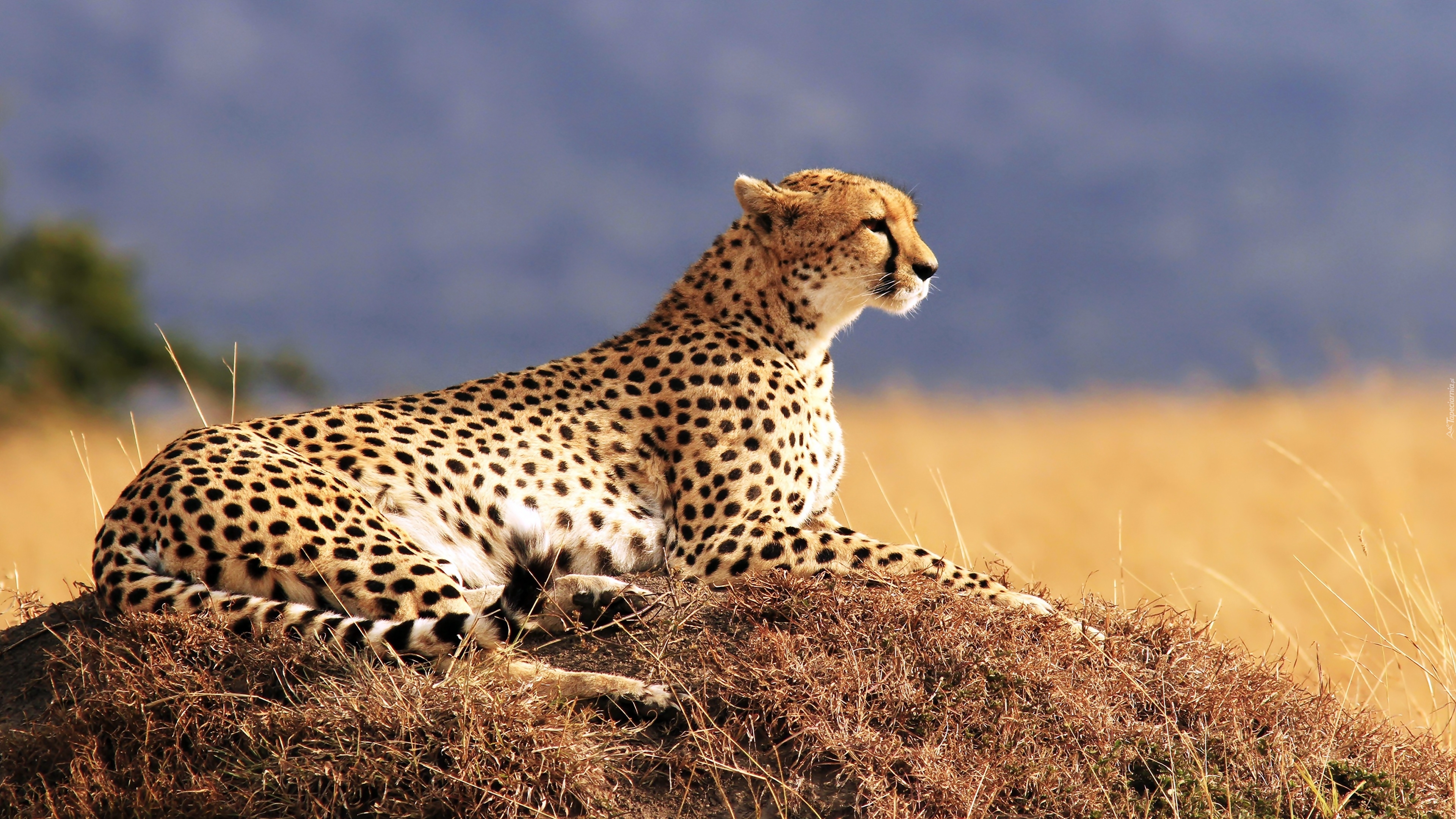 Gepard, Natura