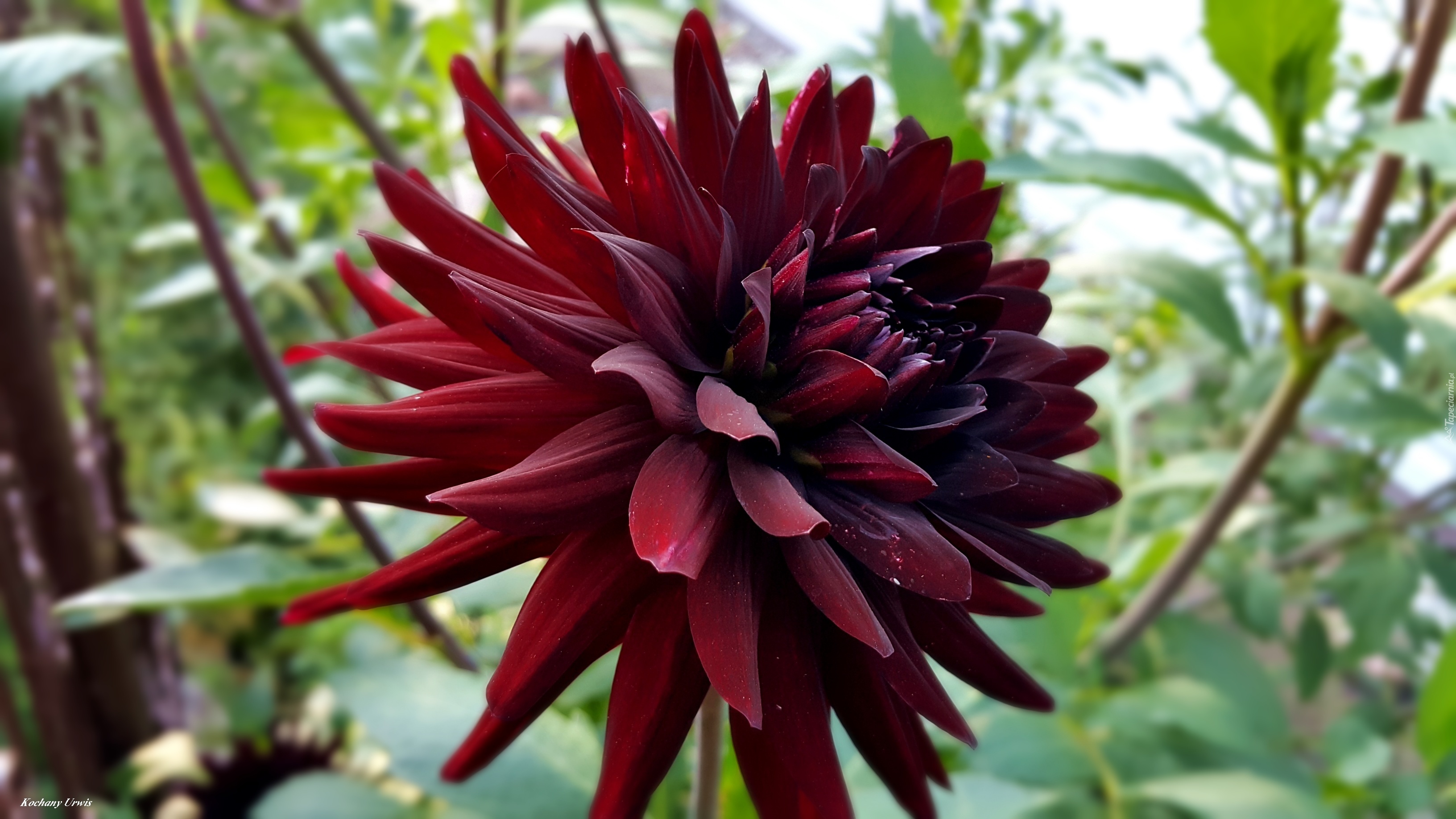 Bordowa,  Dalia