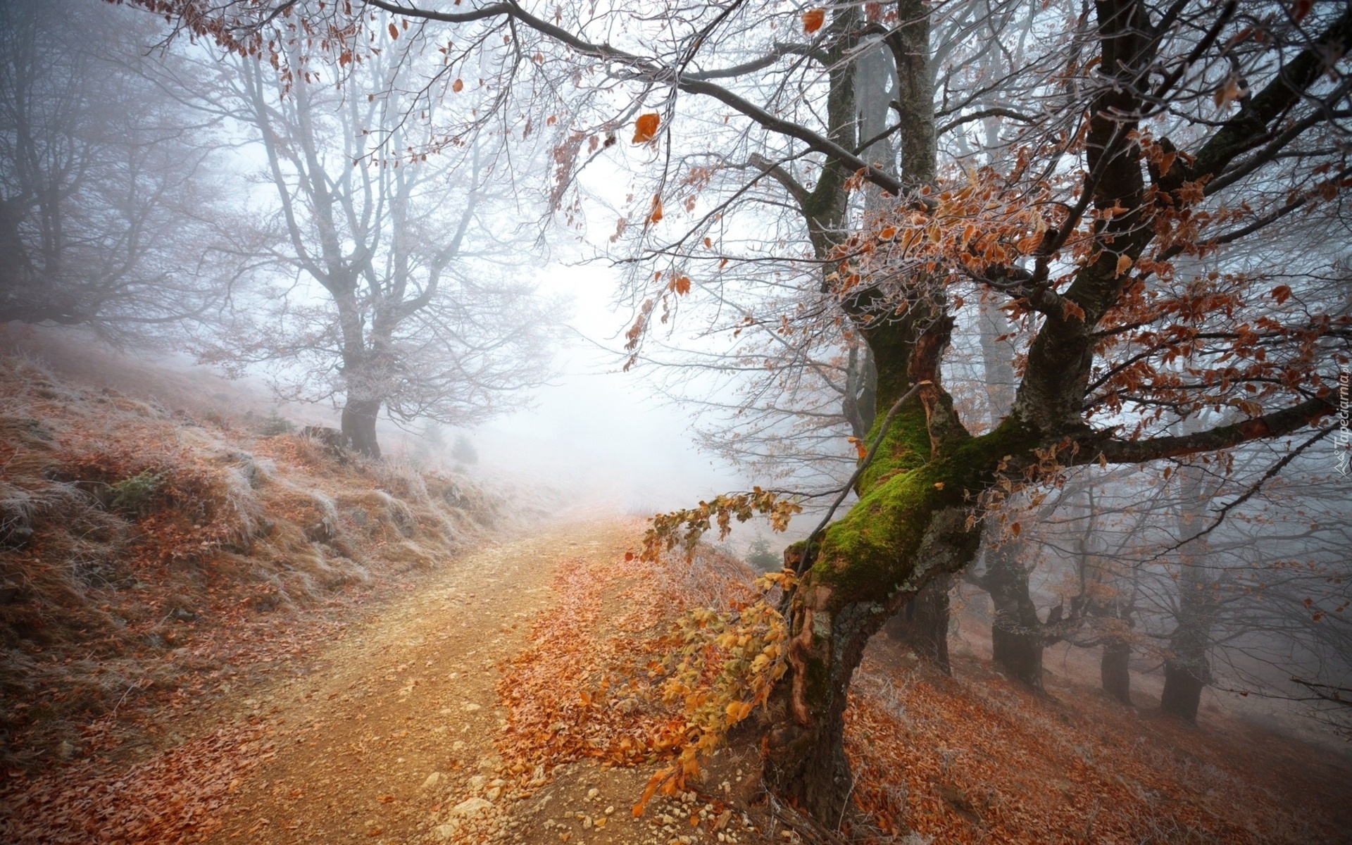 Droga, Drzewa, Liście, Mgła