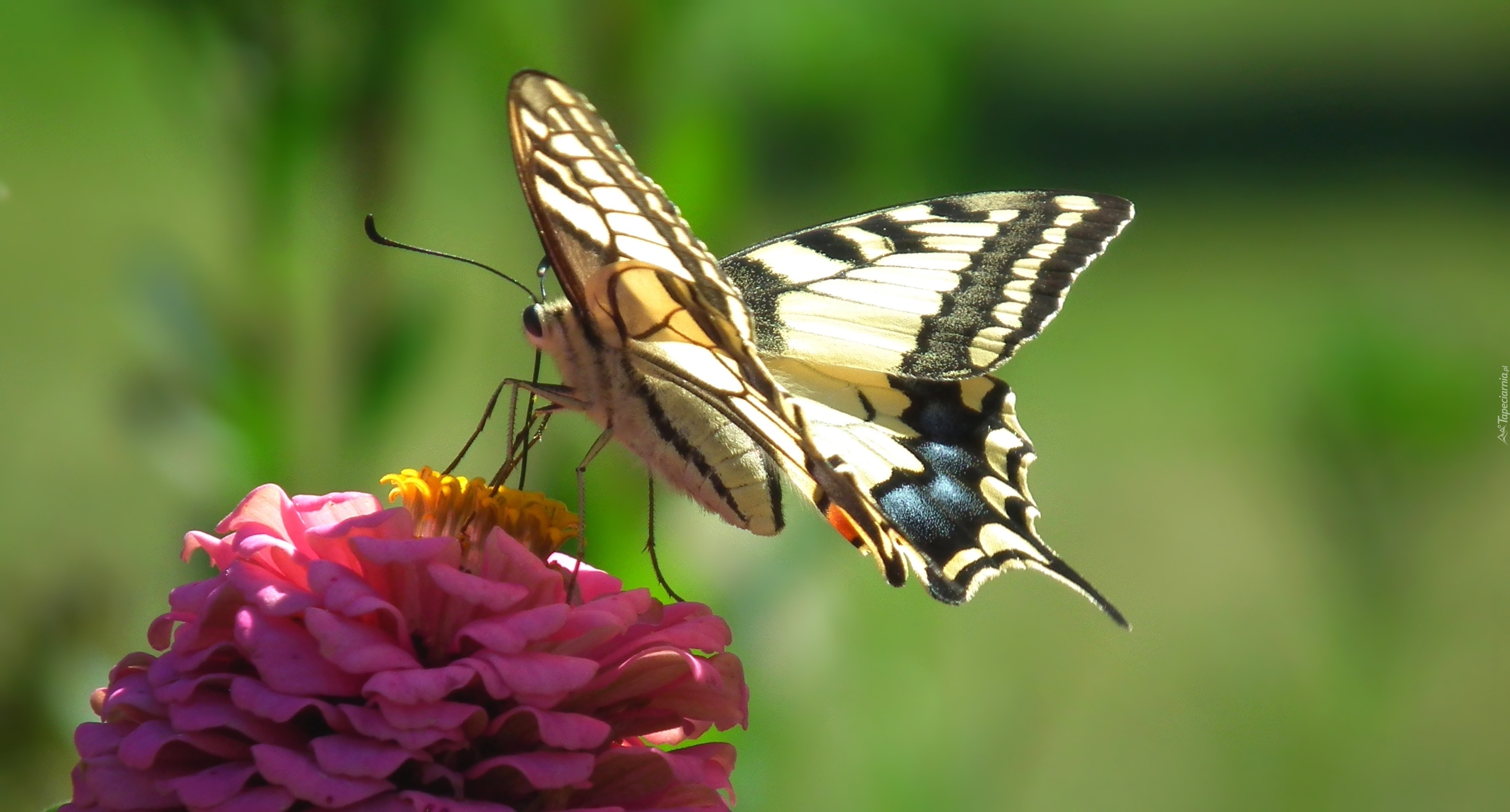 Motyl, Paż królowej, Kwiat