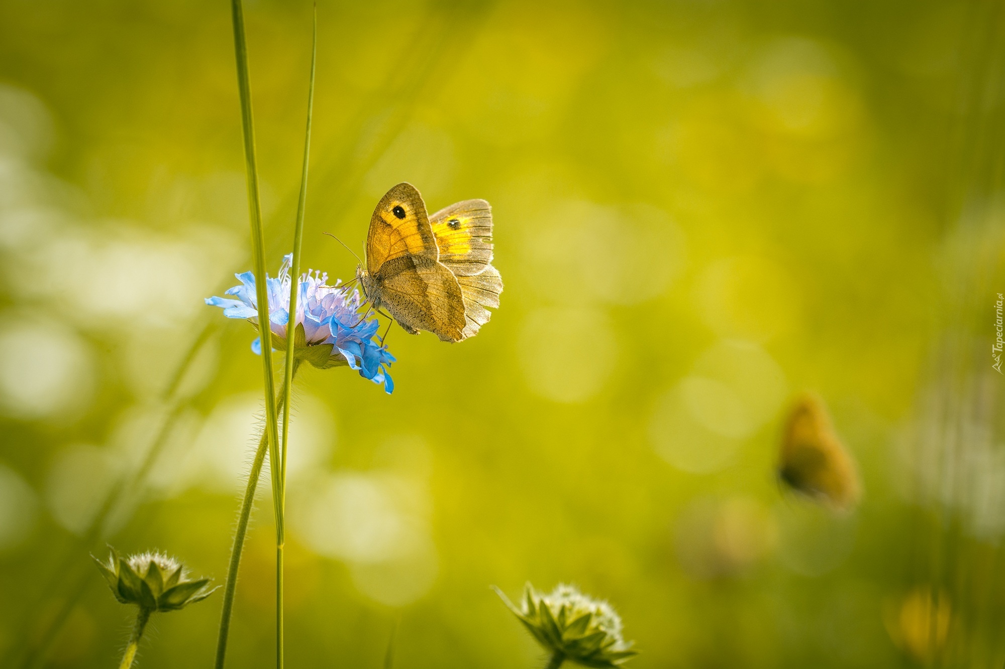 Motyl, Kwiat, Makro