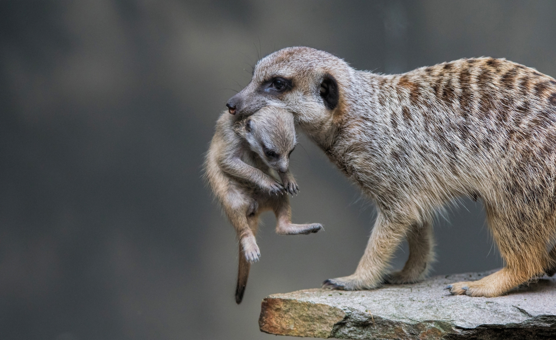 Mama, Surykatka, Młody, Potomek, Skała