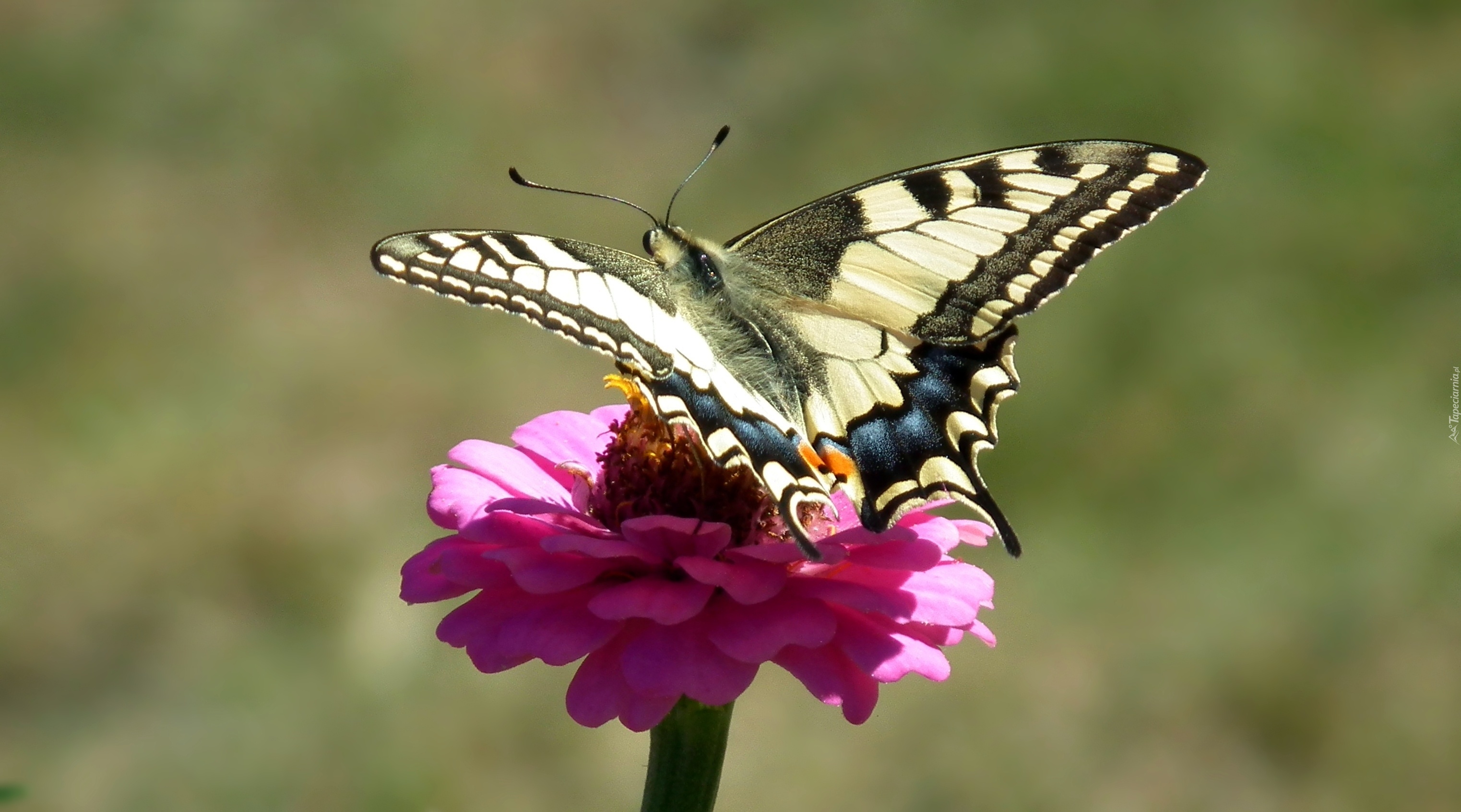 Motyl, Paż królowej, Kwiat