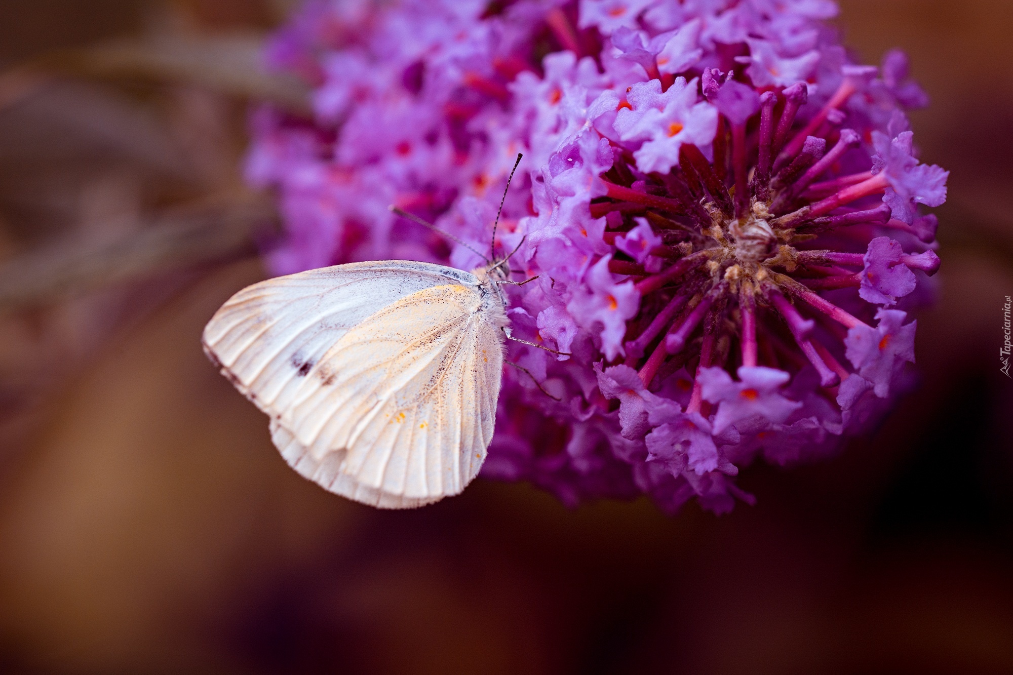 Motyl, Bielinek, Kwiat, Makro