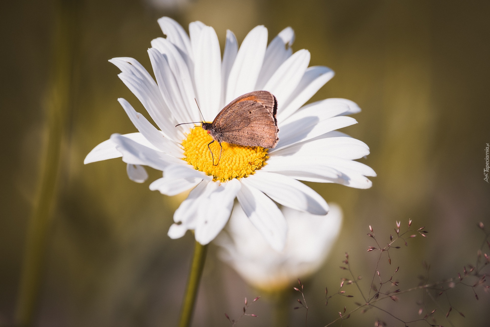 Stokrotka, Motyl