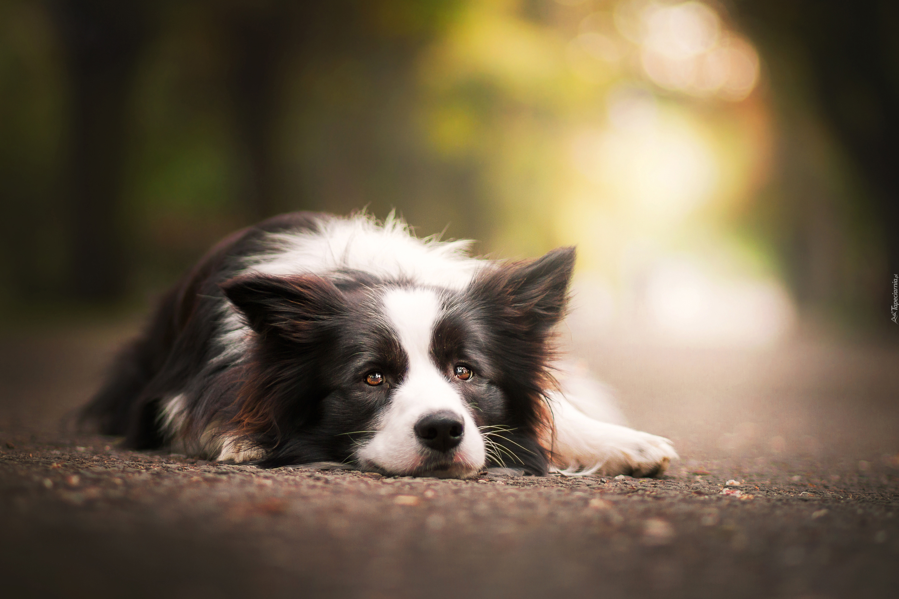 Pies, Border, Collie