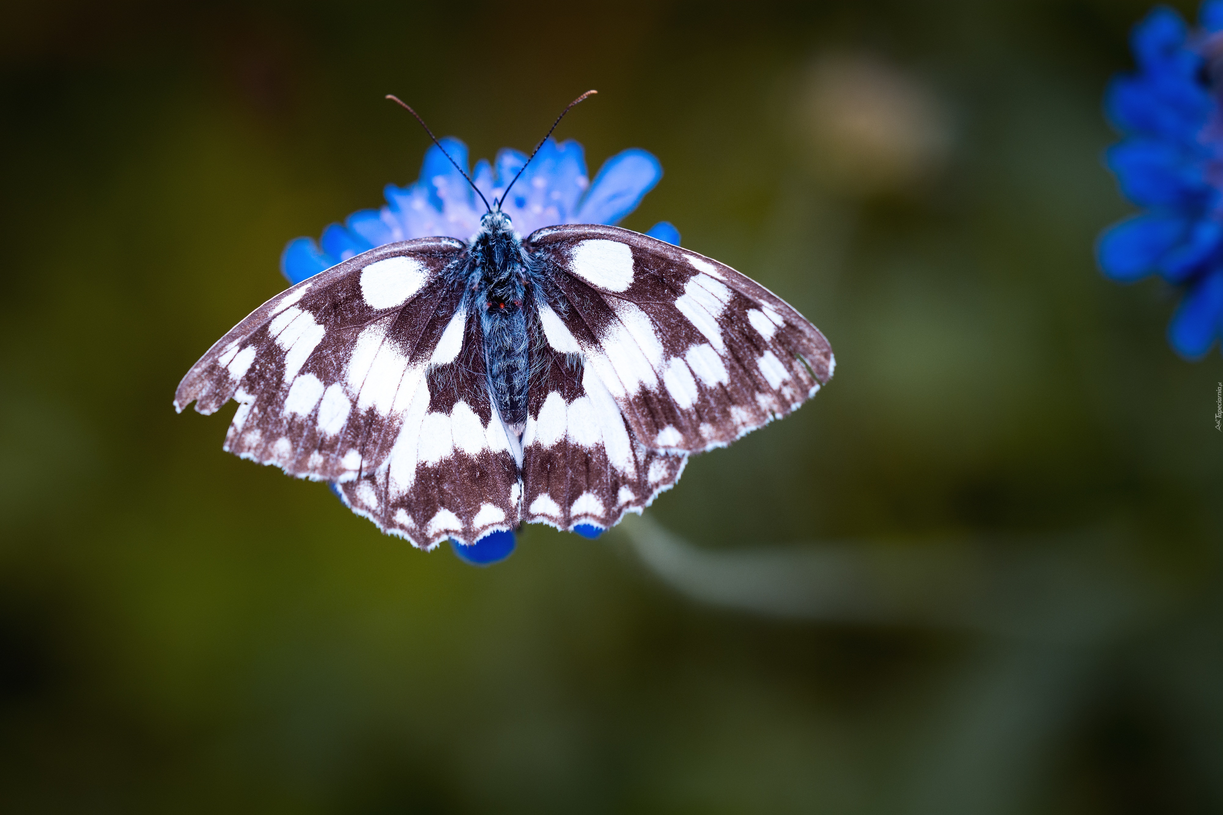 Motyl, Kwiat, Makro