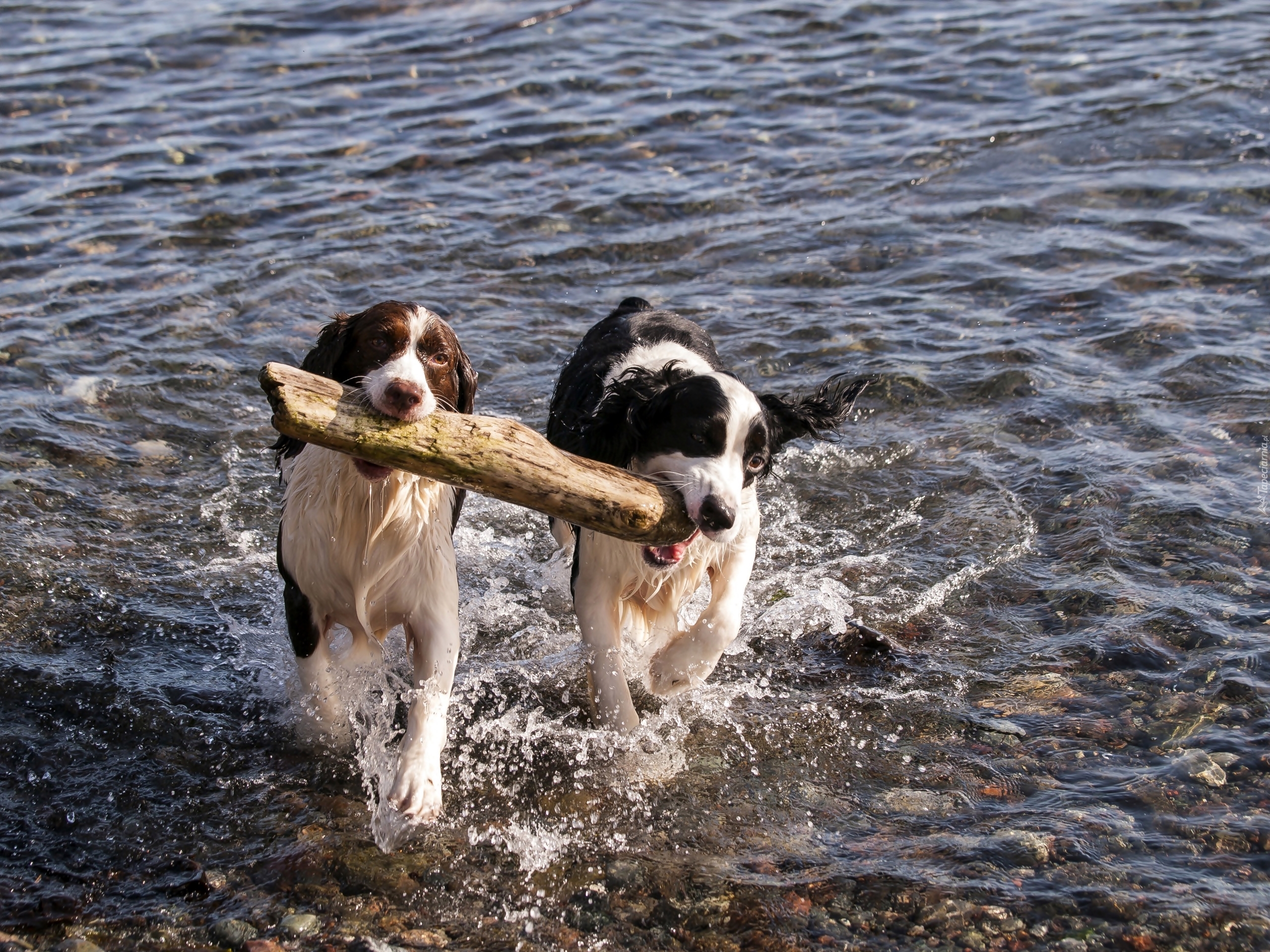 Border Collie, Szczeniaki, Drewno, Zabawa, Rzeka