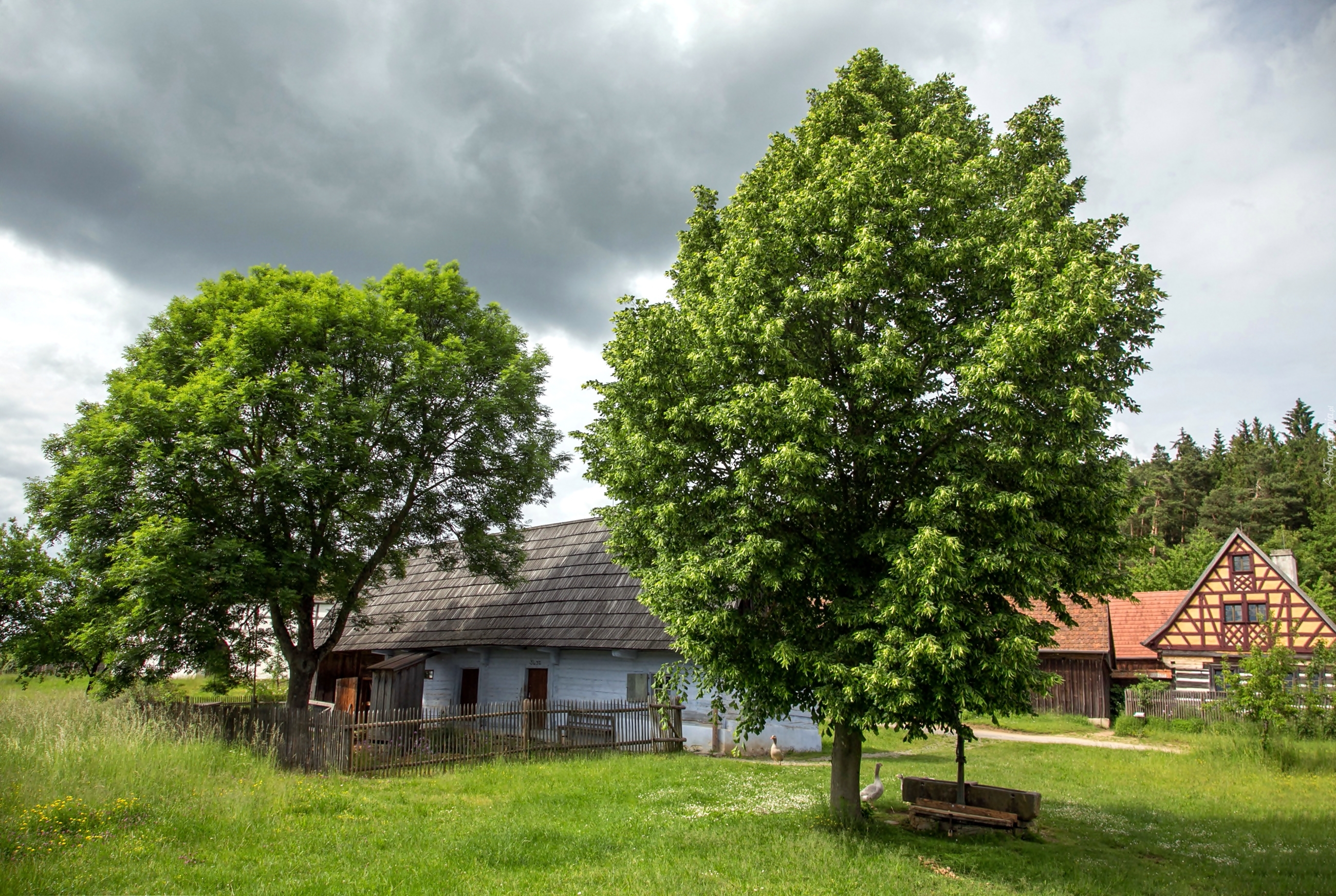 Domy, Ogrodzenie, Drzewa, Łąka, Gęsi, Wioska, Bawaria, Niemcy