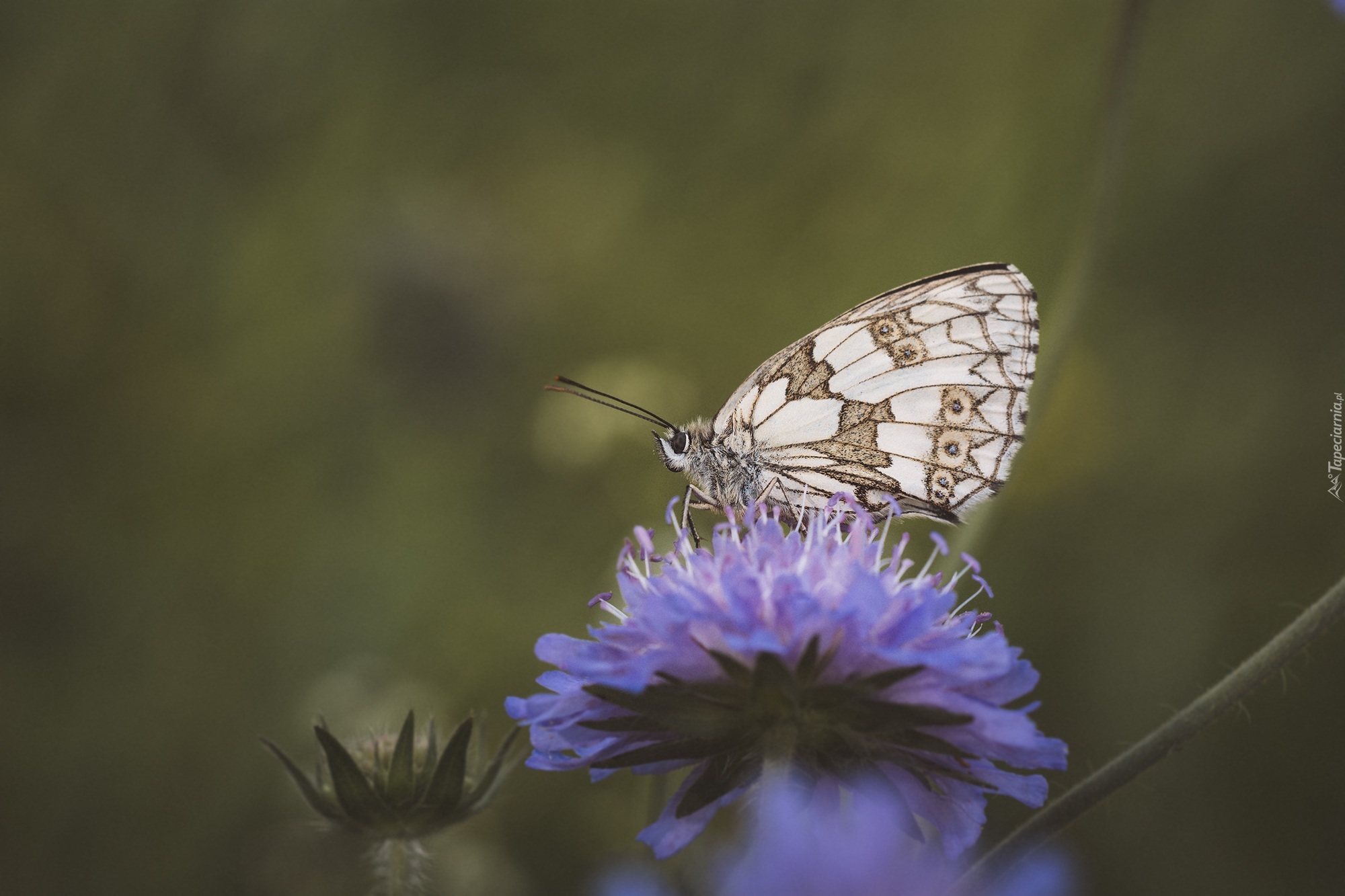 Kwiat, Motyl, Polowiec szachownica, Makro