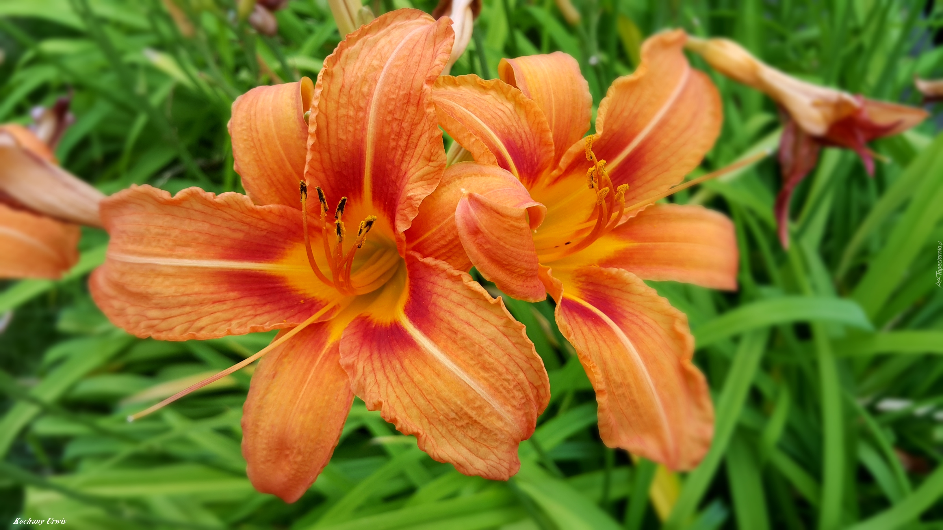 Kwiaty, Liliowce
