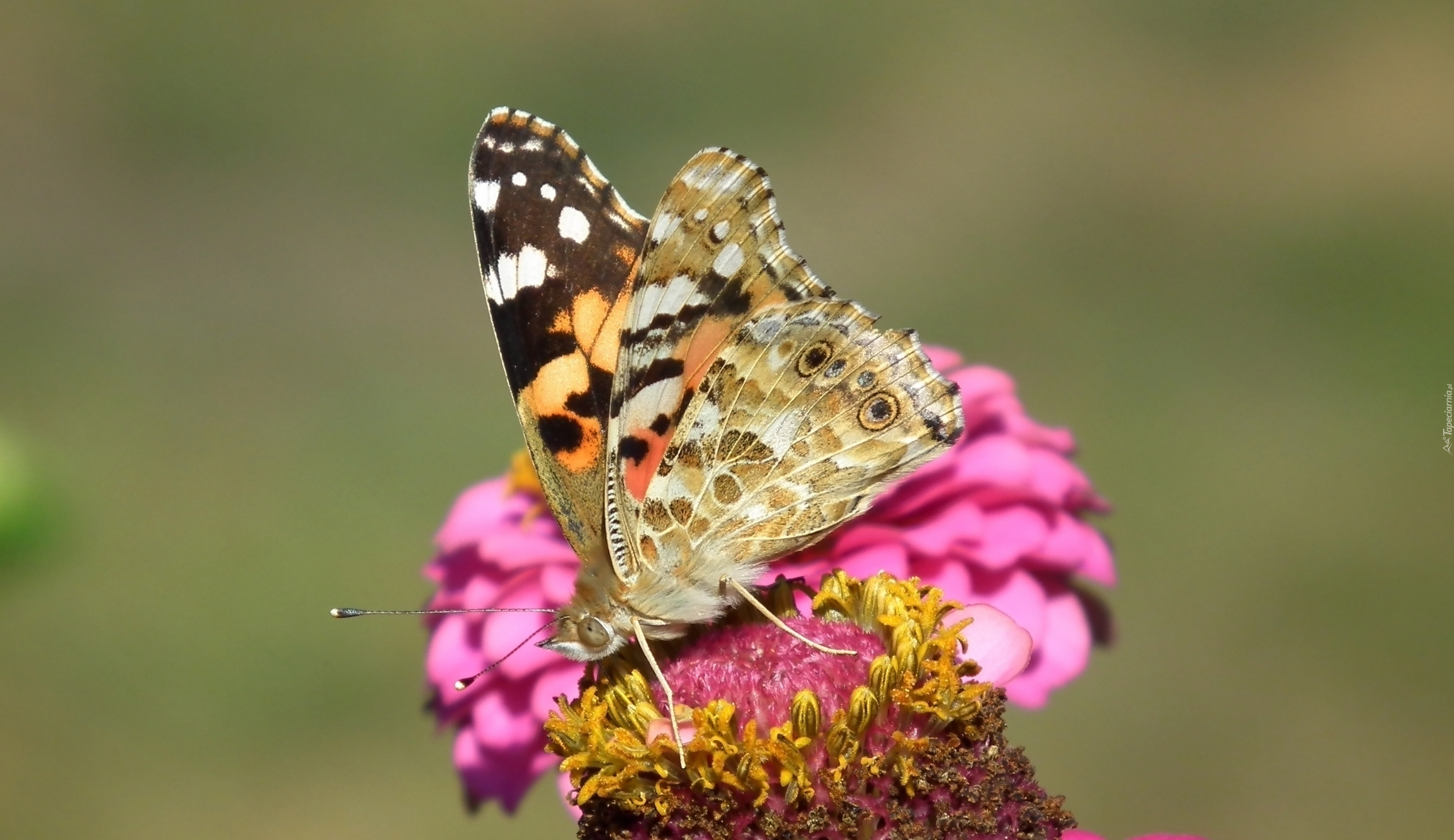 Motyl, Rusałka osetnik