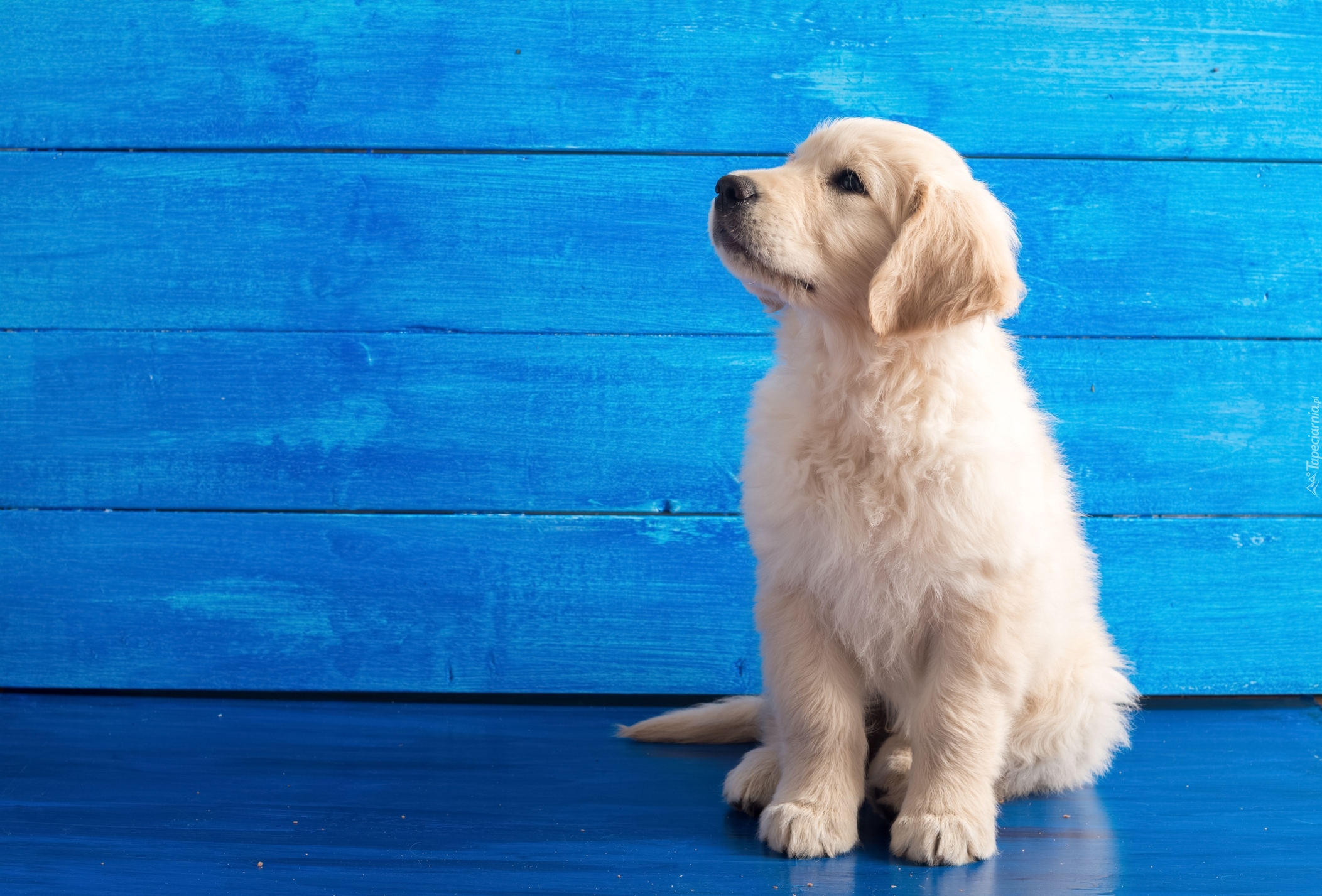 Słodki, Szczeniaczek, Golden retriever, Niebieskie, Tło