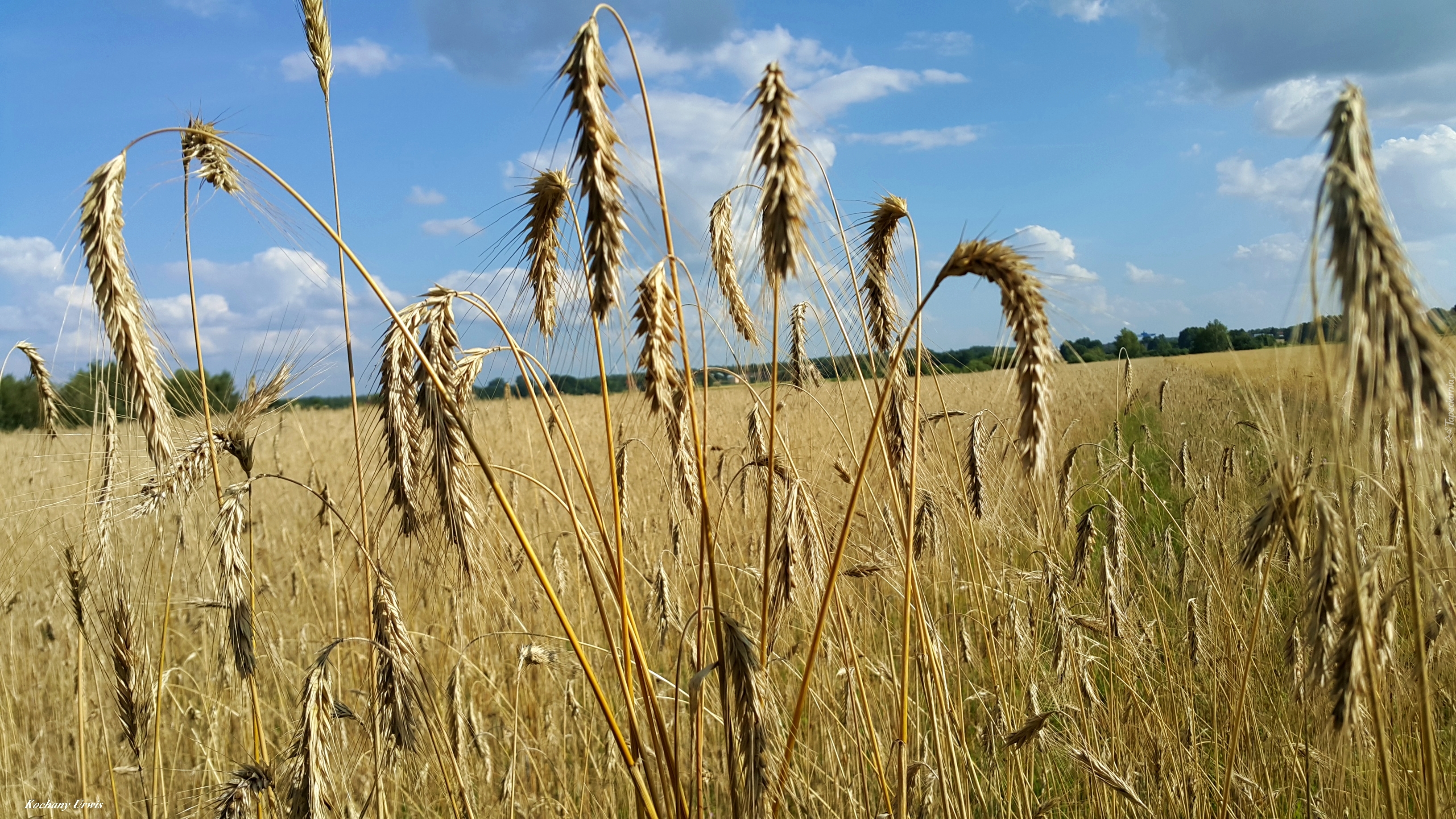 Pole, Niebo, Kłosy, Zboże