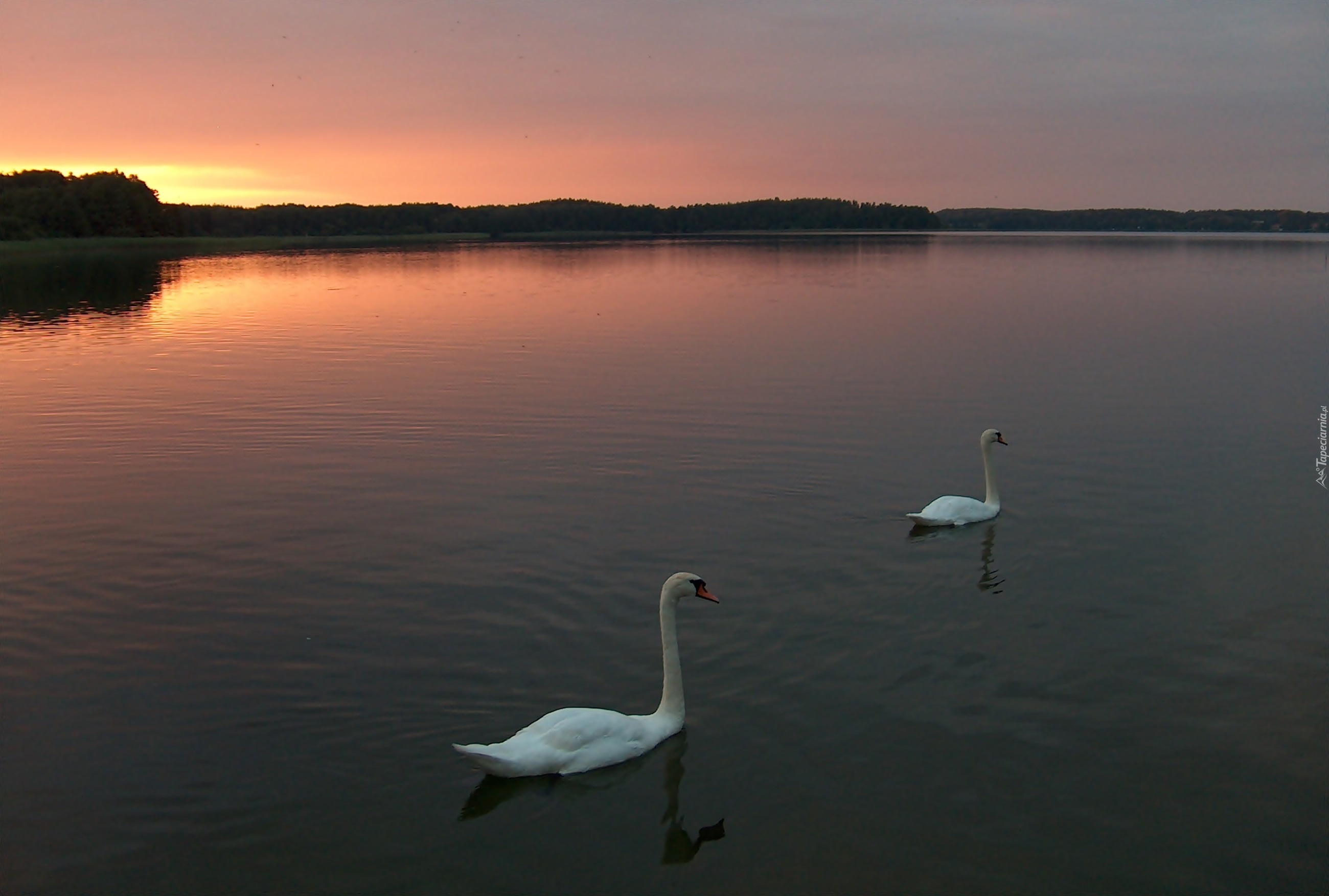 Jezioro, Zachód, Słońca, Łabędzie