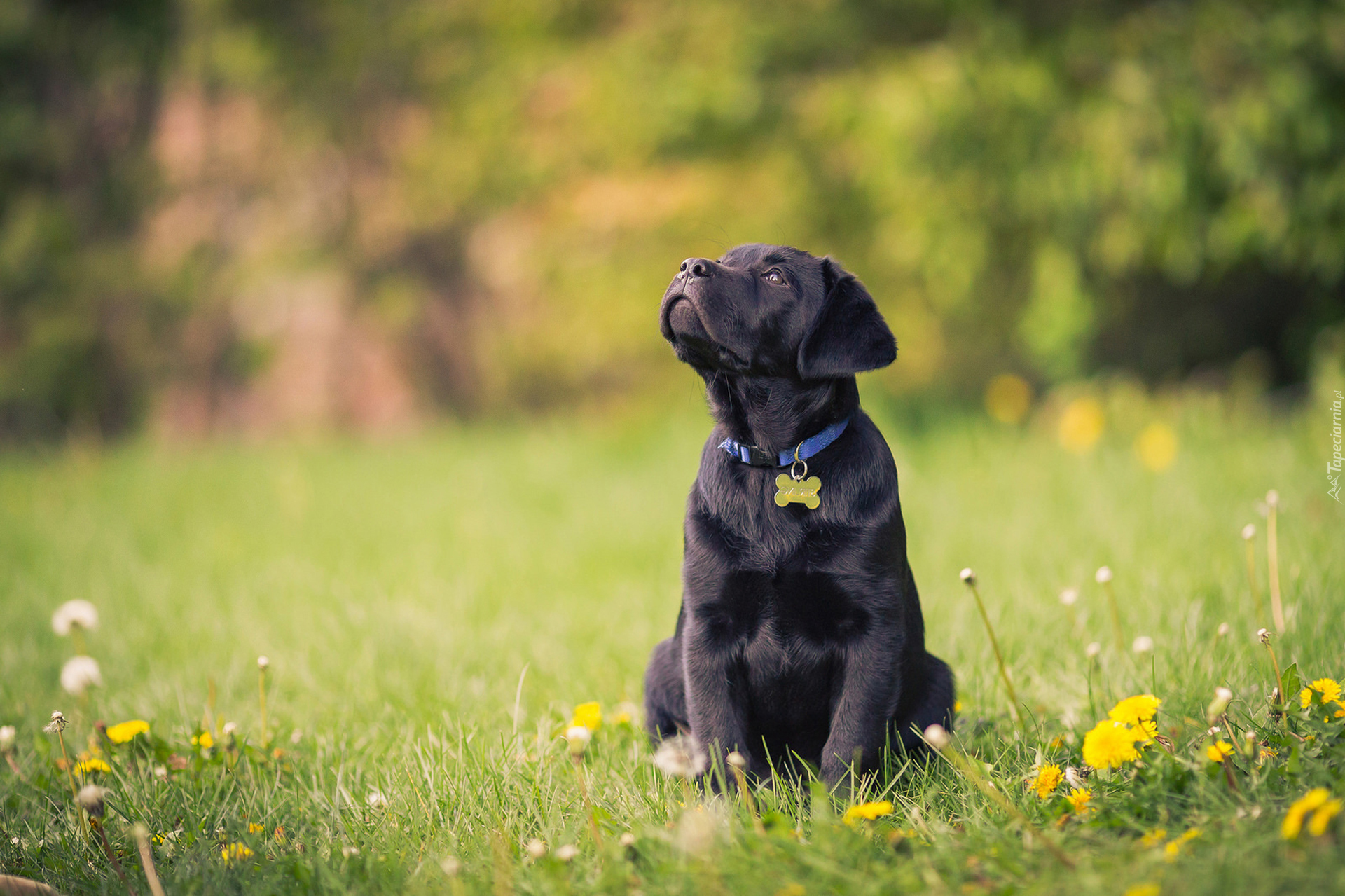 Słodki, Szczeniaczek, Labrador retriever, Polana, Kwiaty, Las