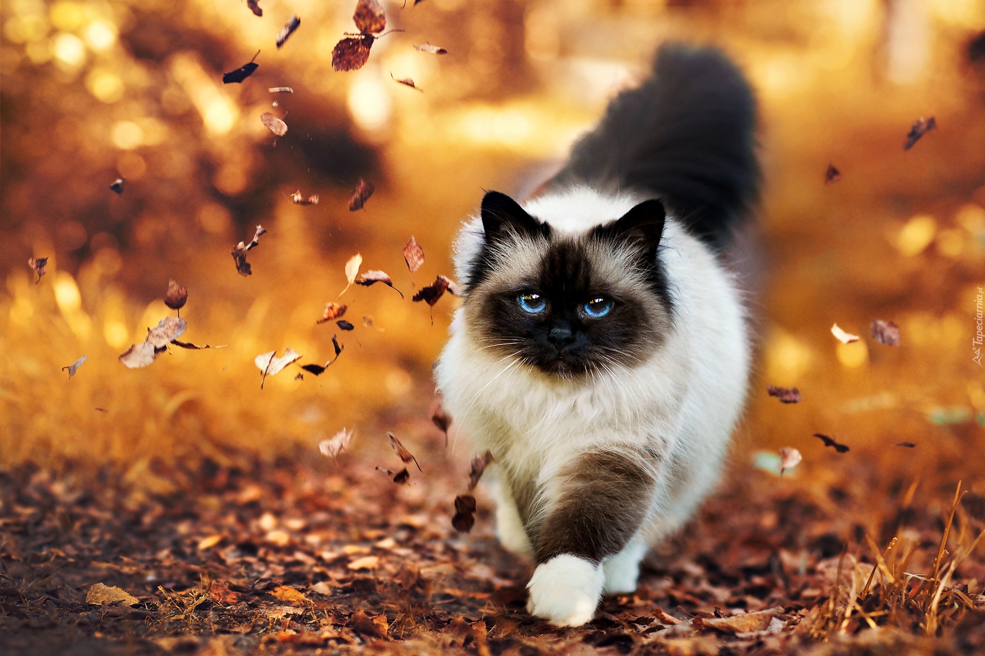 Kot, Niebieskie, Oczy, Jesień