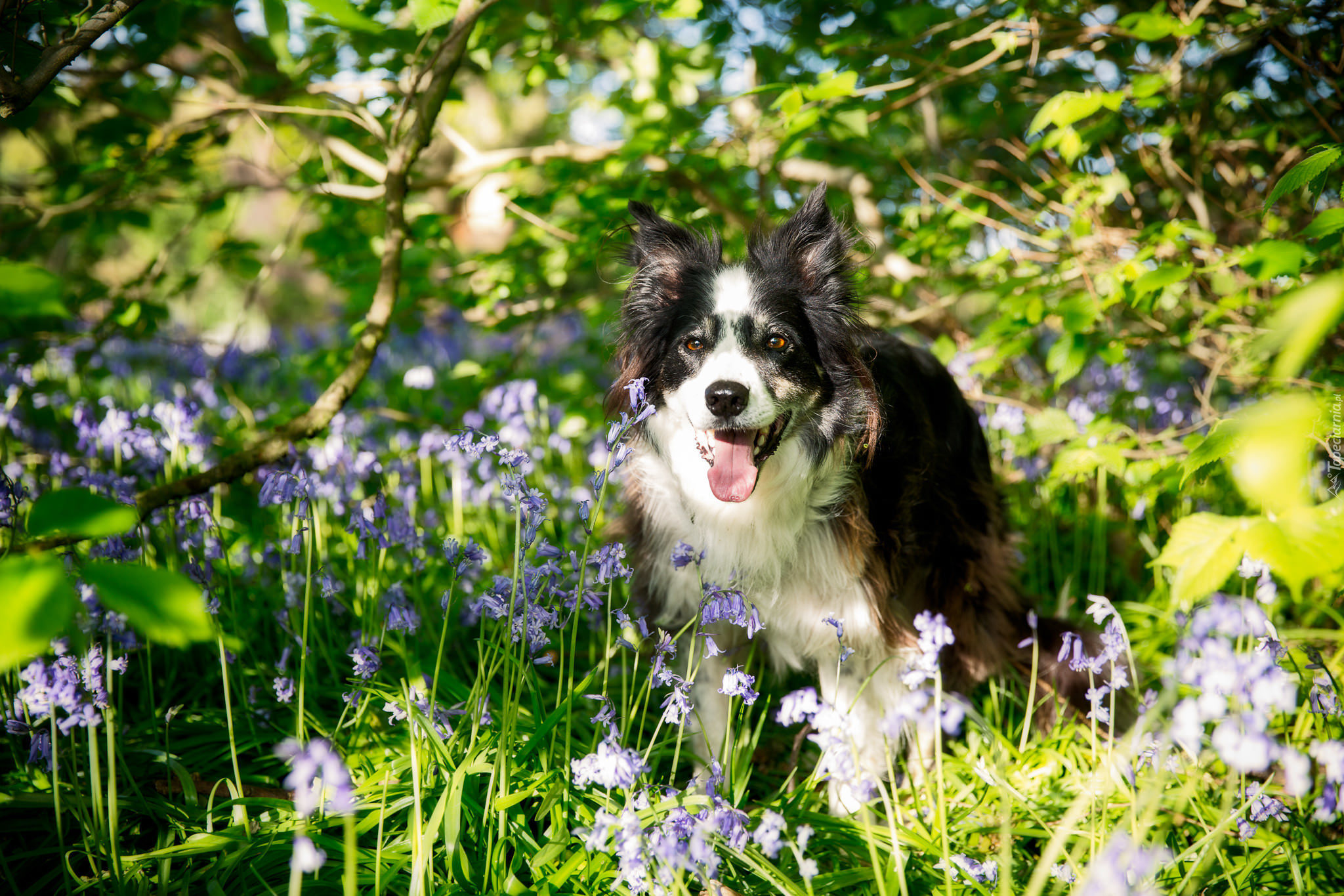 Pies, Border, Collie, Łąka