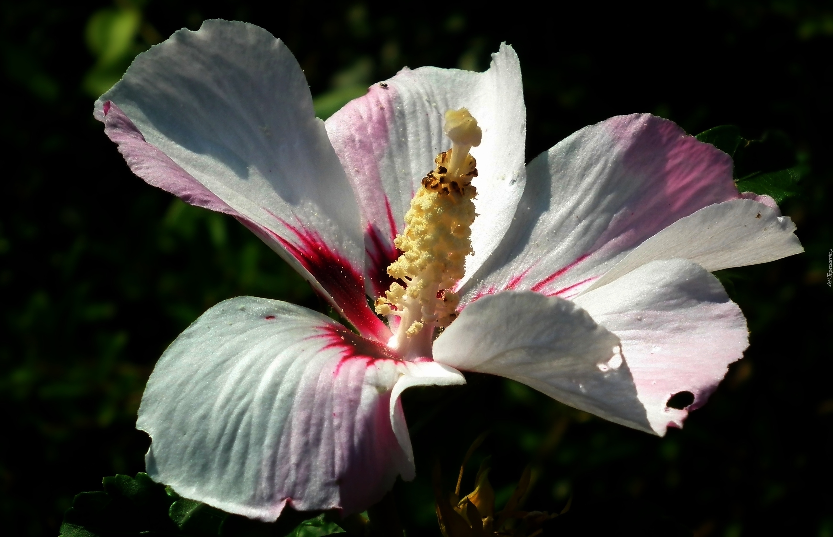 Przyroda, Kwiat, Hibiskus