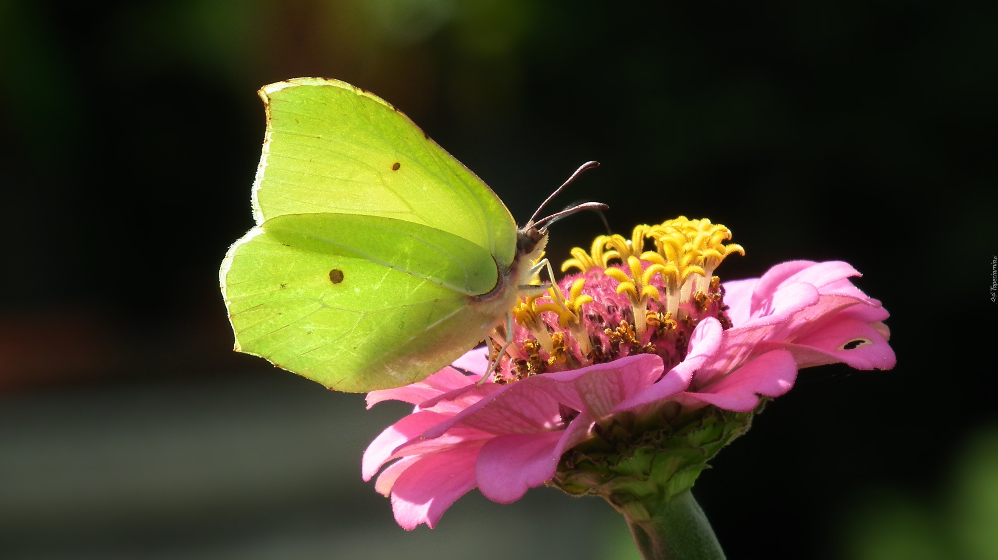 Motyl, Cytrynek, Kwiat