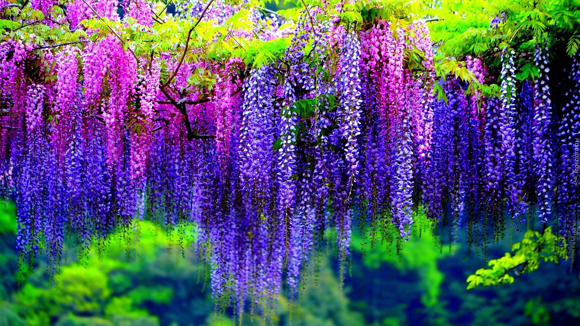 Kwiaty, Glicynia