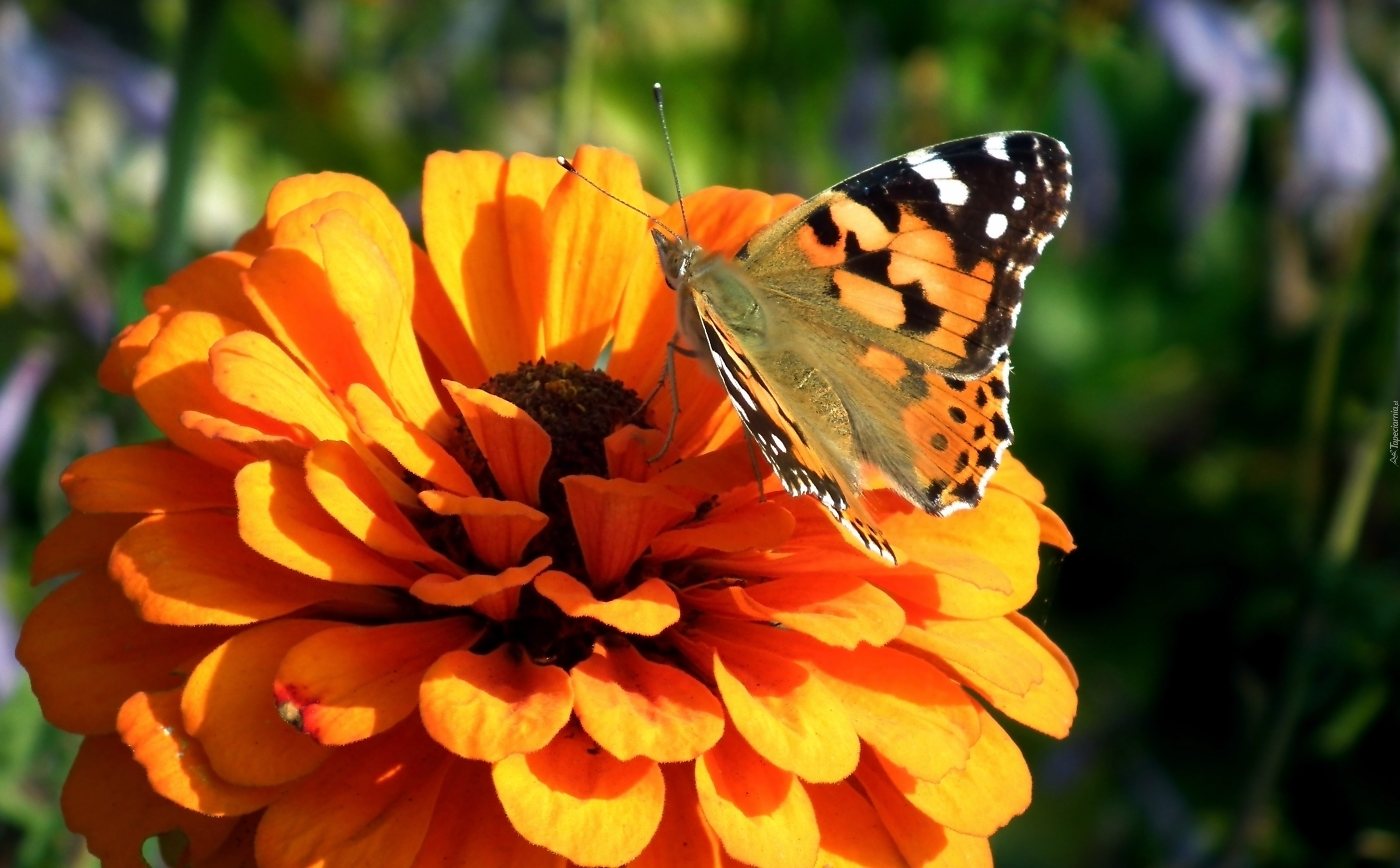 Motyl, Rusałka osetnik, Kwiat