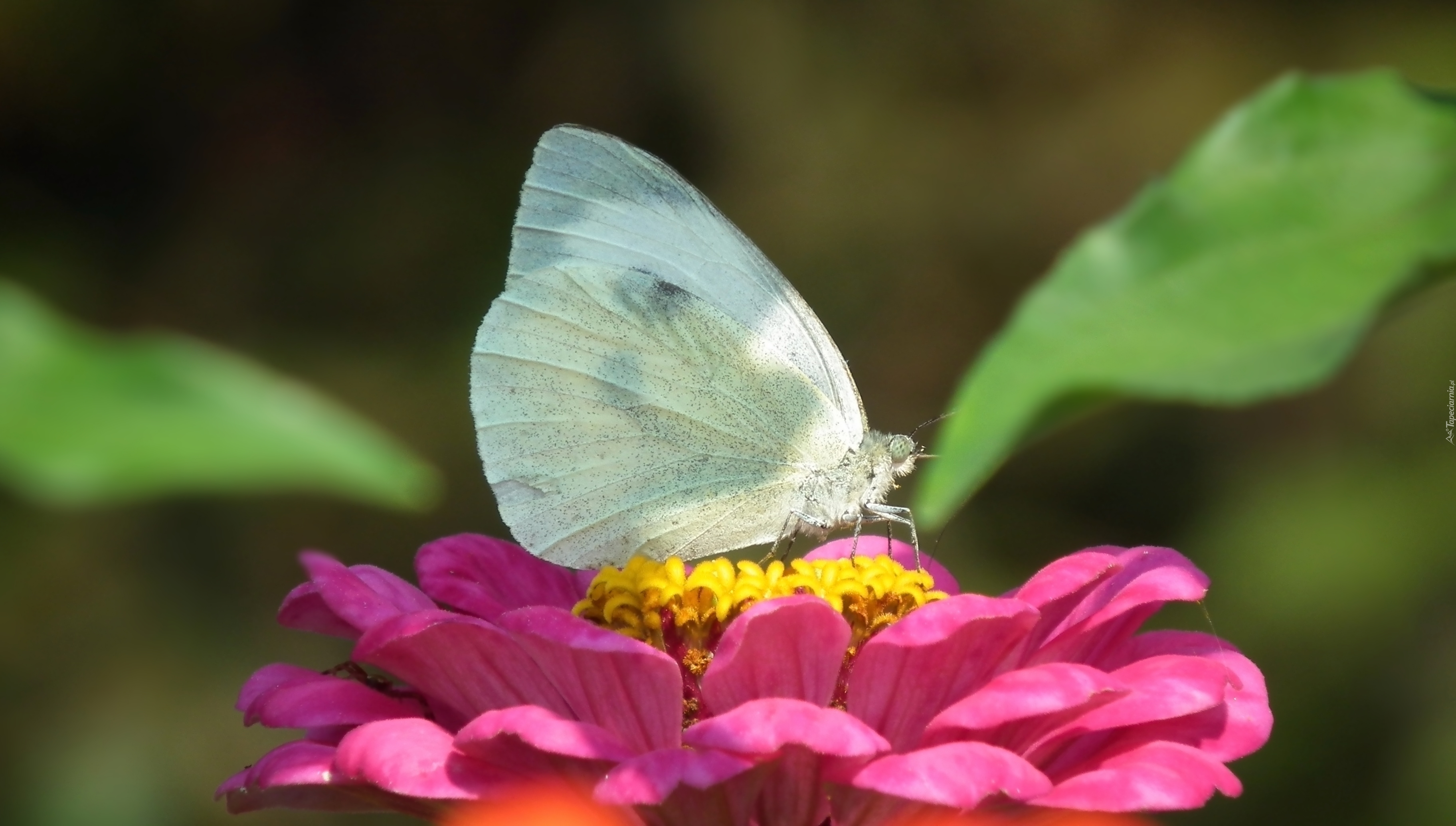 Motyl, Bielinek, Kwiat