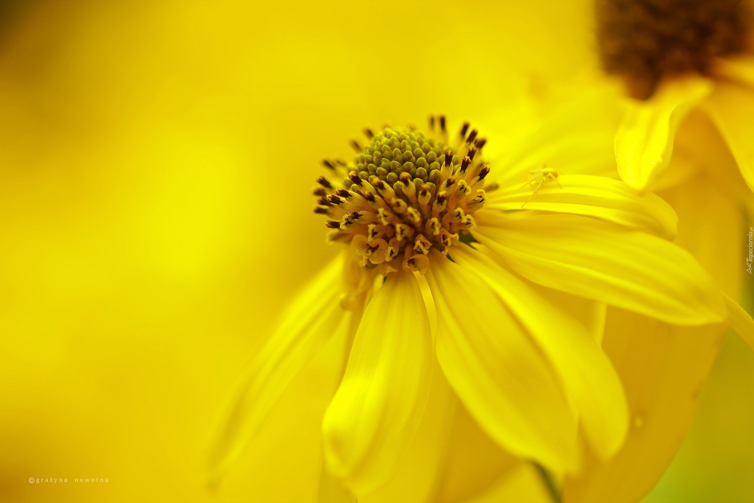 Rudbekia naga, Żółty, Kwiat