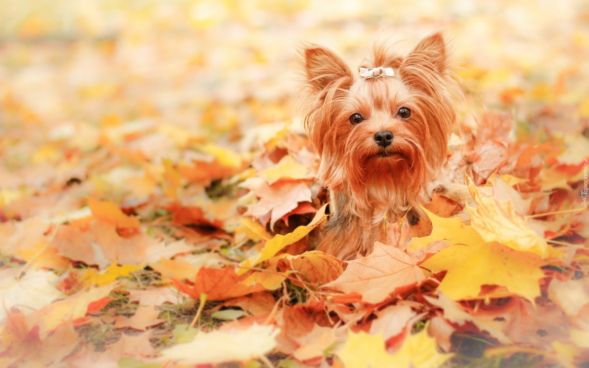 Jesień, Liście, Pies, Yorkshire Terrier