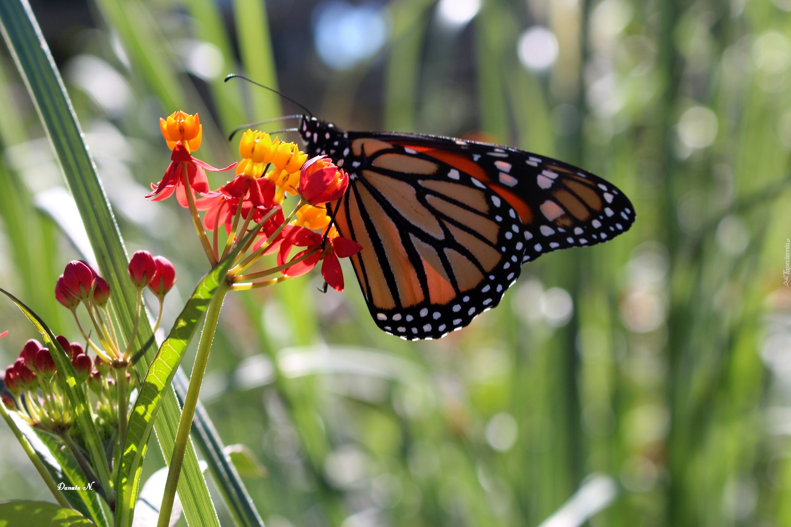 Motyl, Monarch, Kwiatki, Ogród, Lato