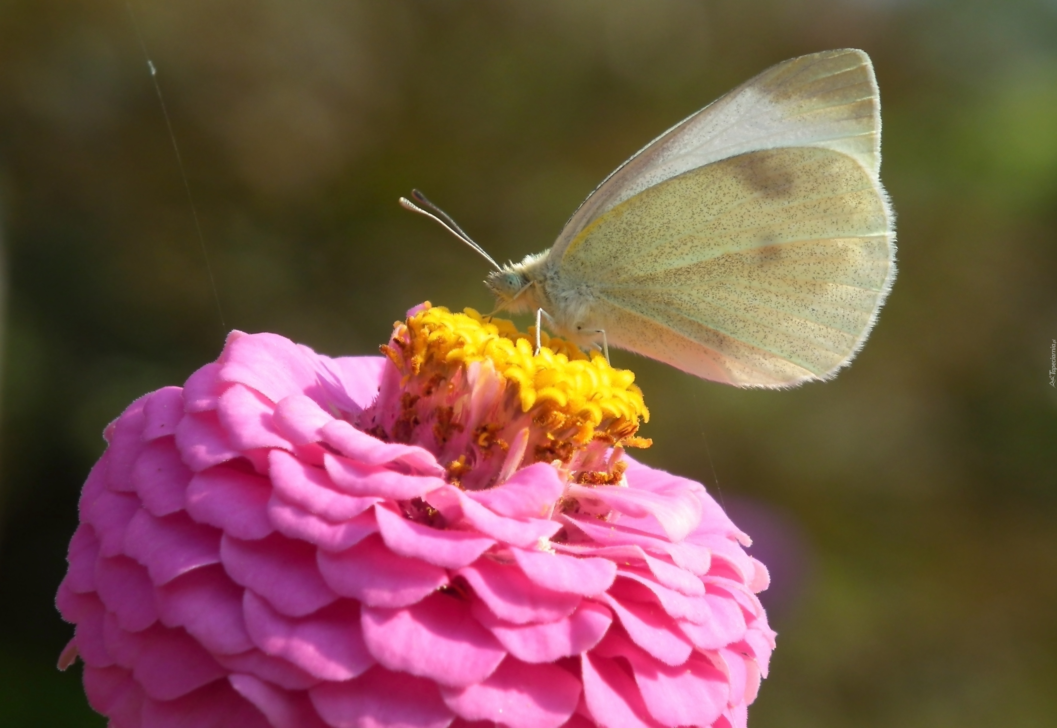 Motyl, Bielinek, Kwiat