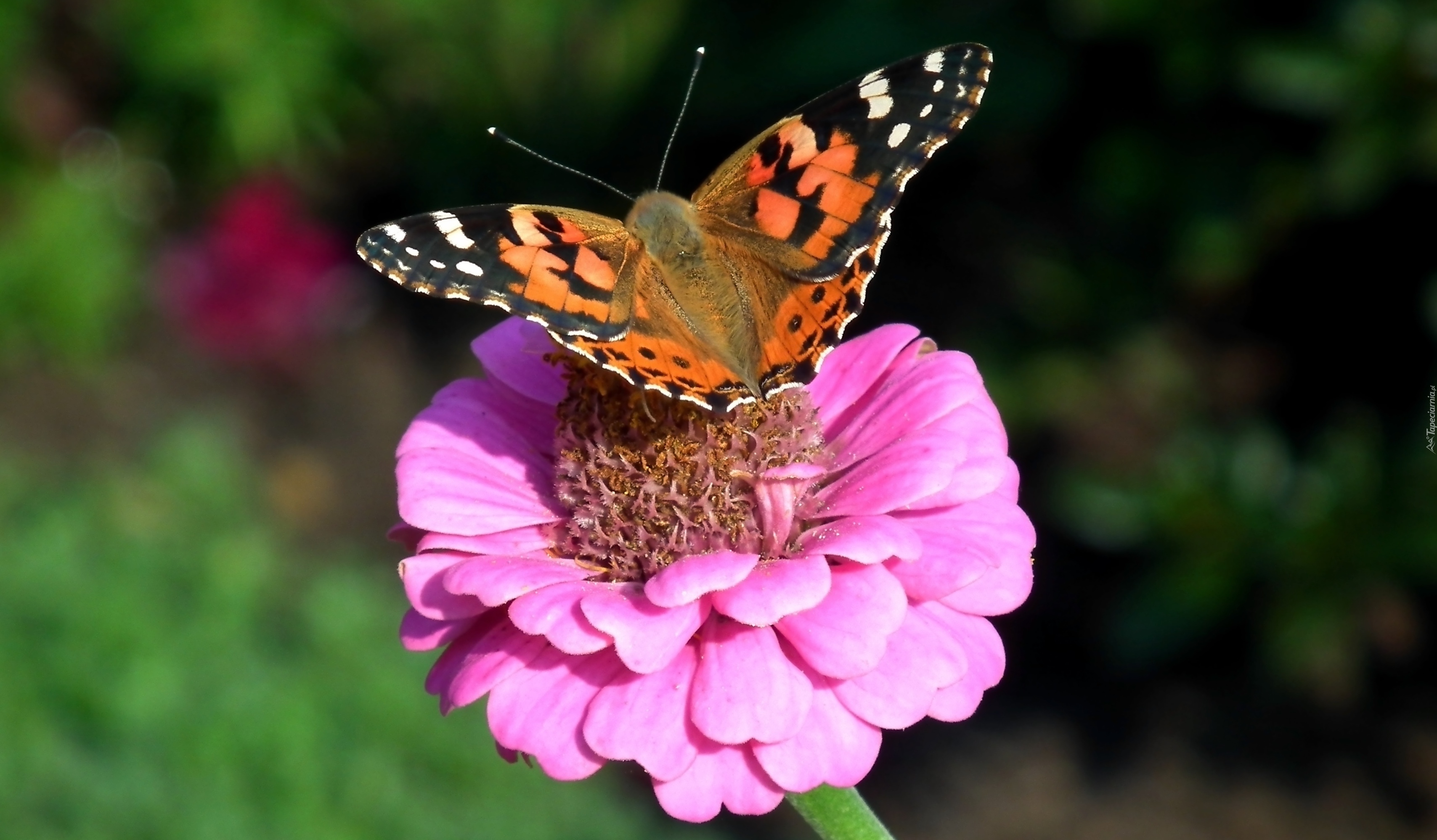 Motyl, Rusałka osetnik, Kwiat