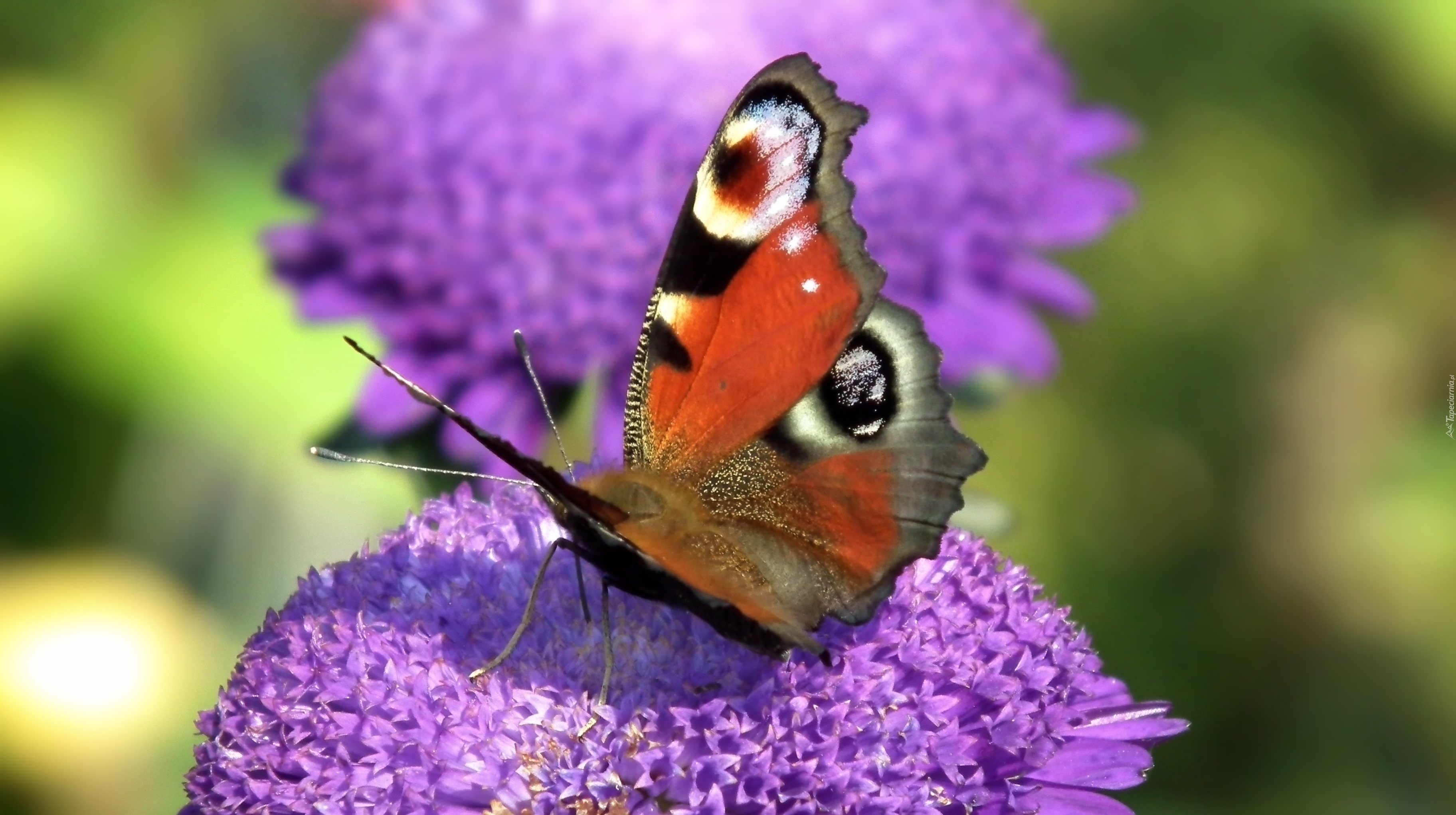 Motyl, Rusałka pawik, Kwiat