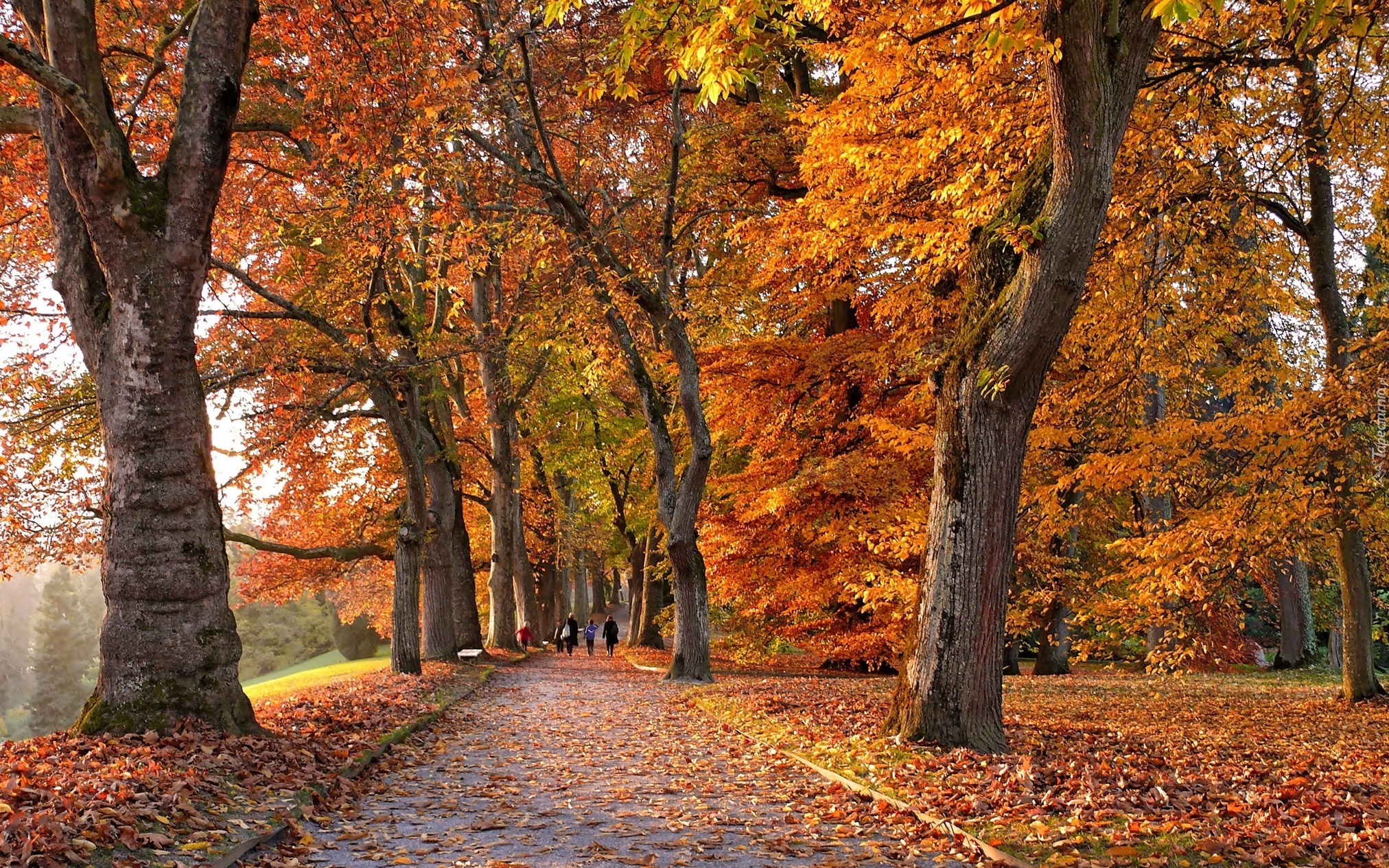 Jesień, Park, Aleja, Drzewa, Kolorowe, Liście