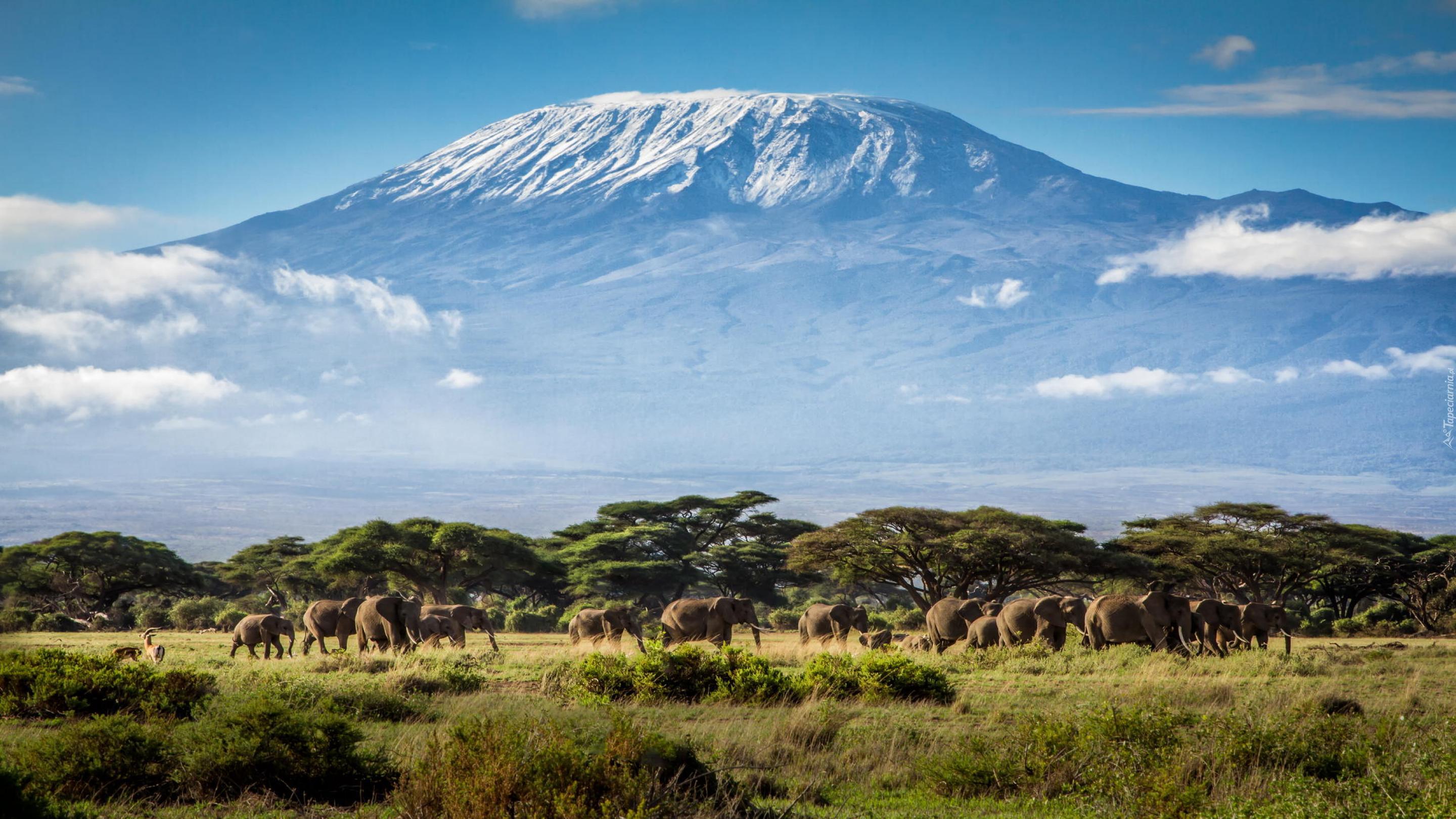 Kilimandżaro, Tanzania, Afryka, Góry, Słonie