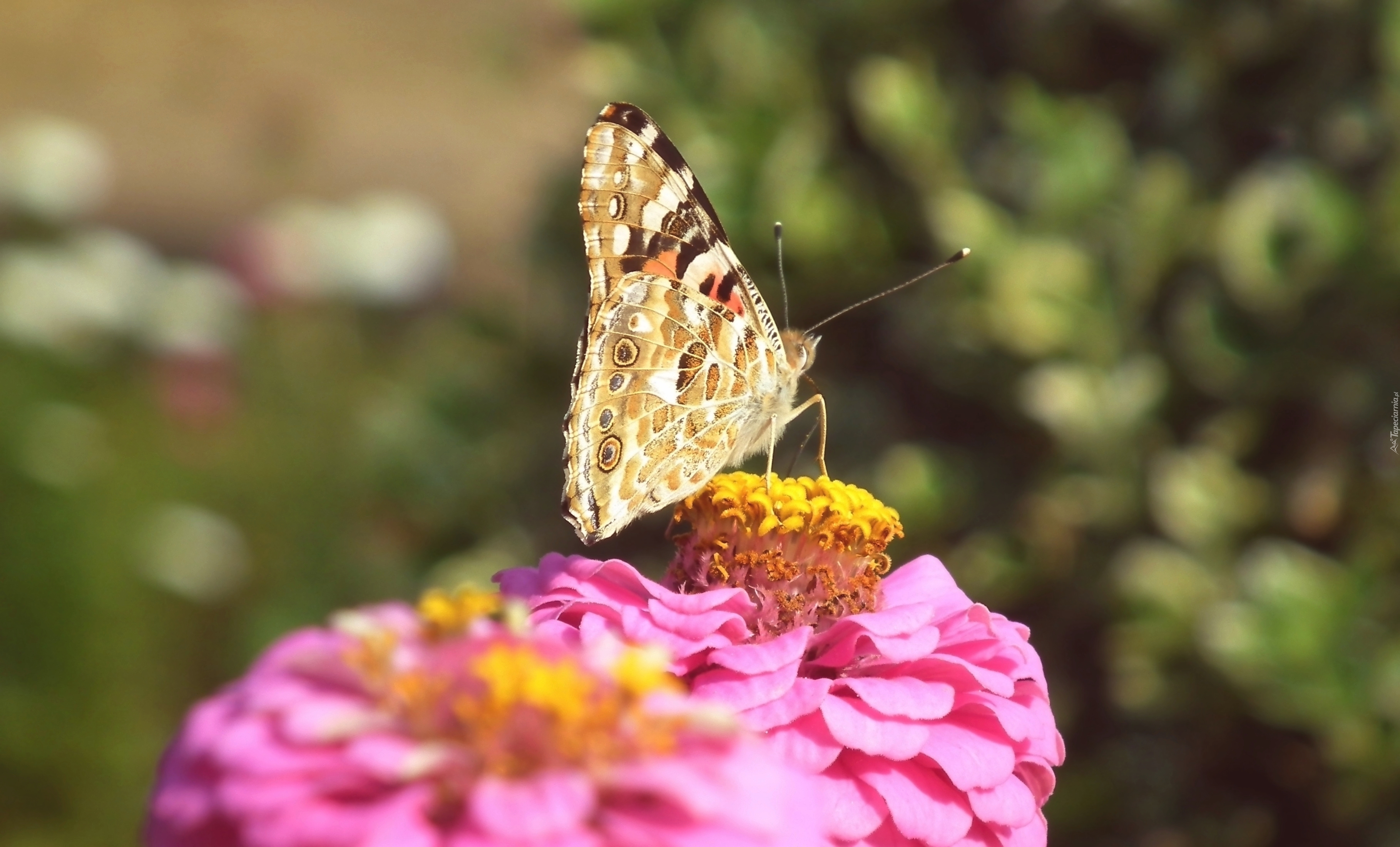 Motyl, Rusałka osetnik, Kwiat