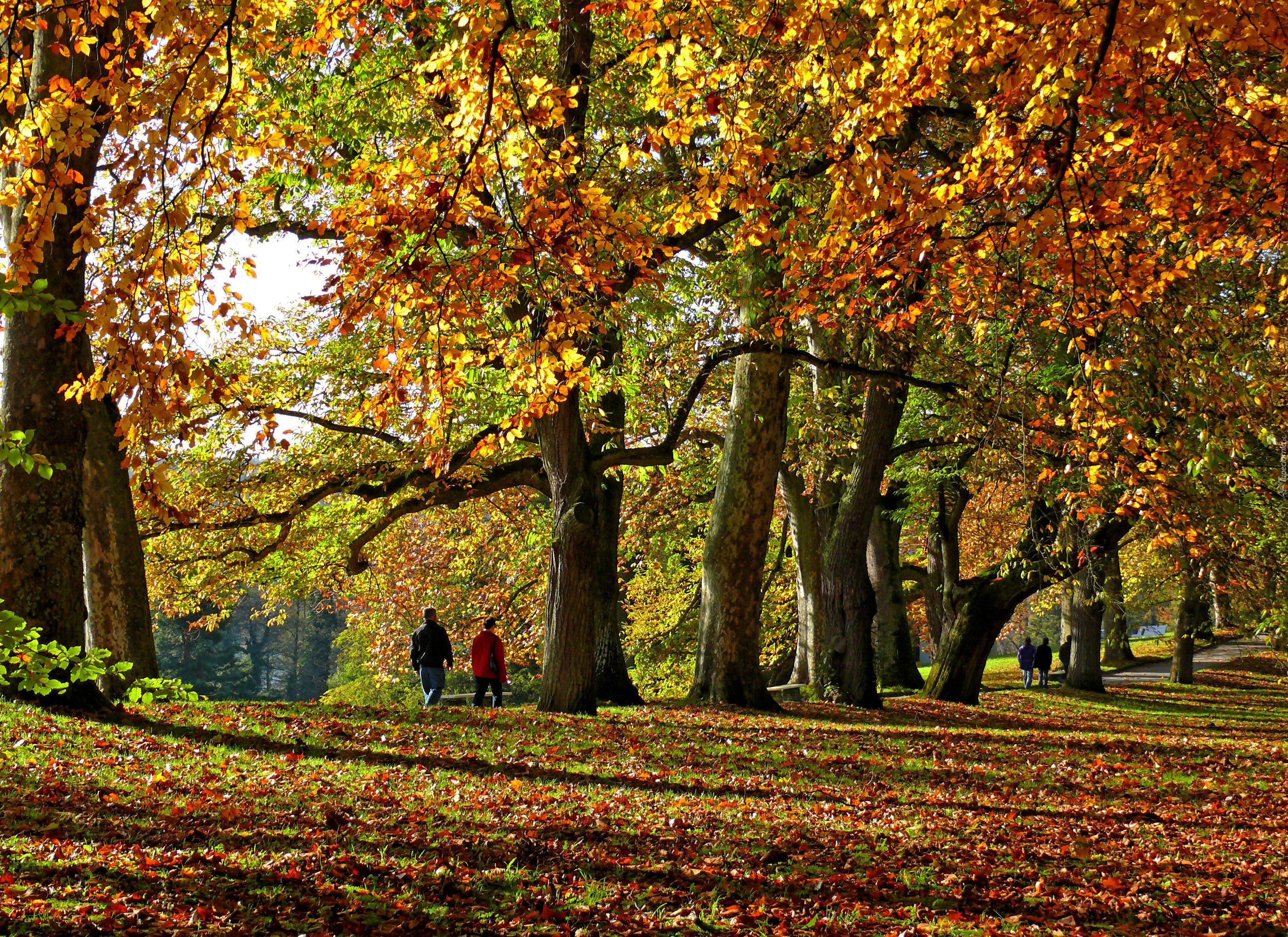 Jesień, Park, Drzewa, Aleja, Kolorowe, Liście