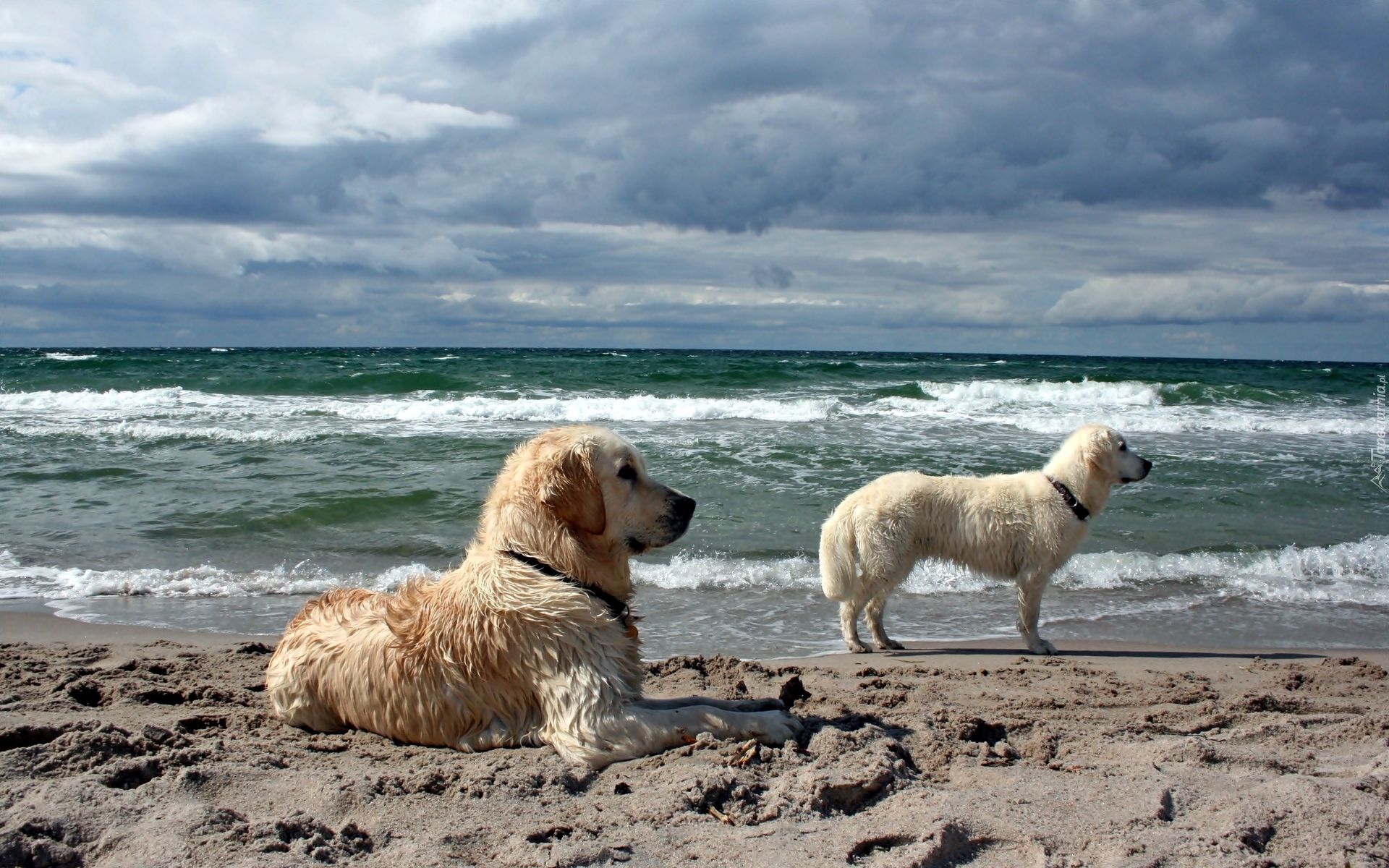 Dwa, Psy, Golden Retriever, Na, Straży, Plaża, Morze