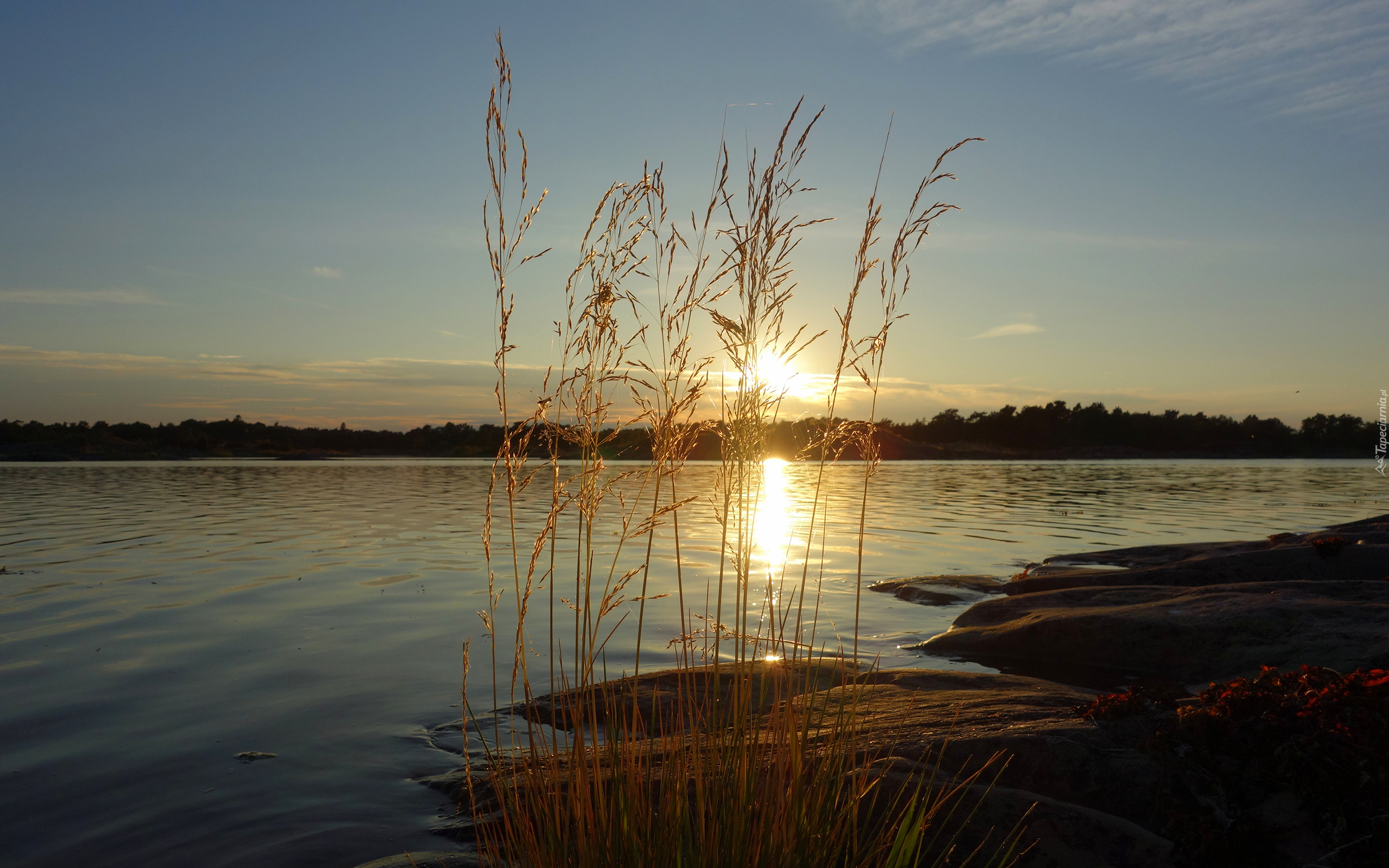 Jezioro, Las, Zachód słońca, Roślinność