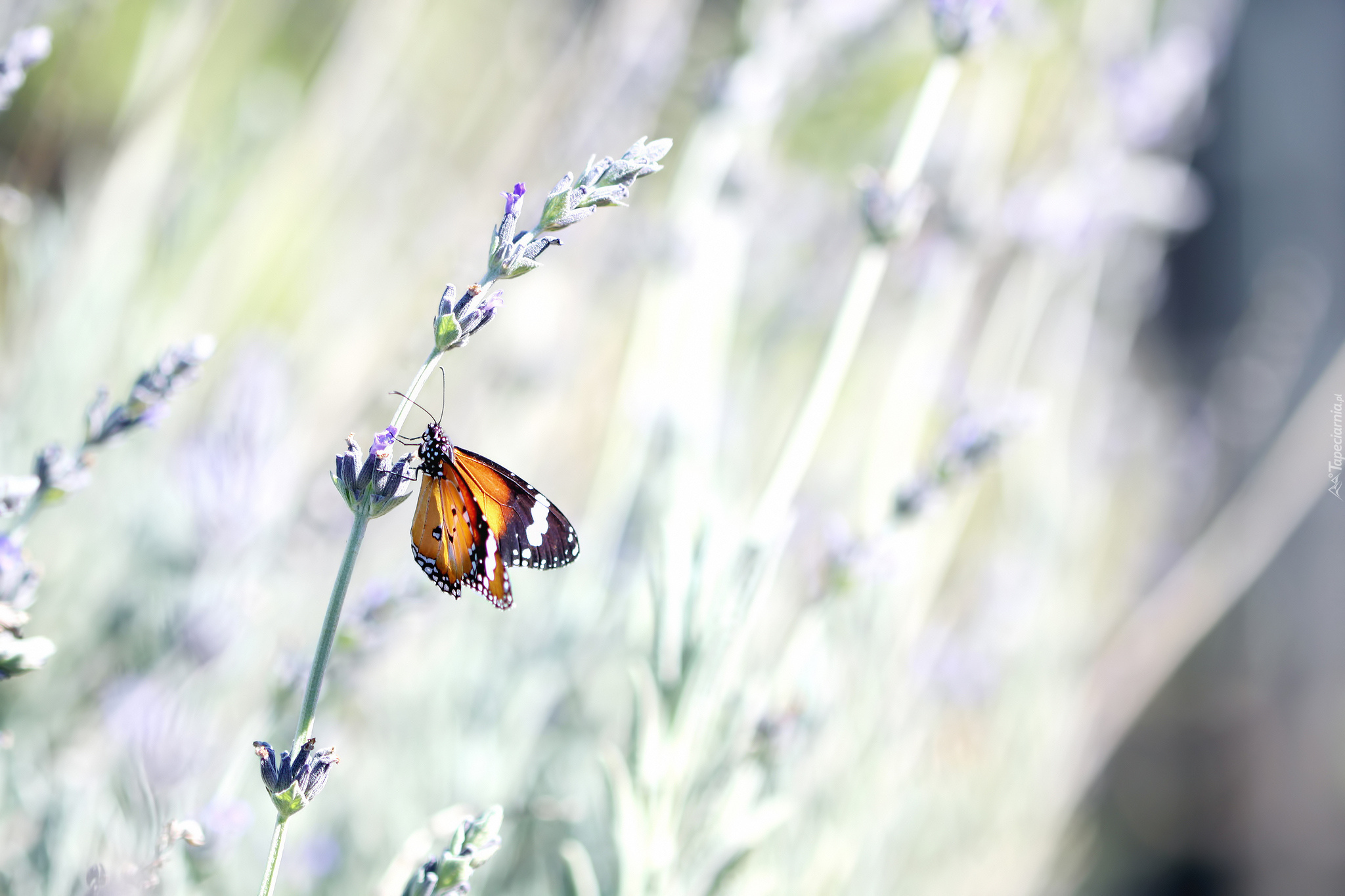 Motyl, Lawenda