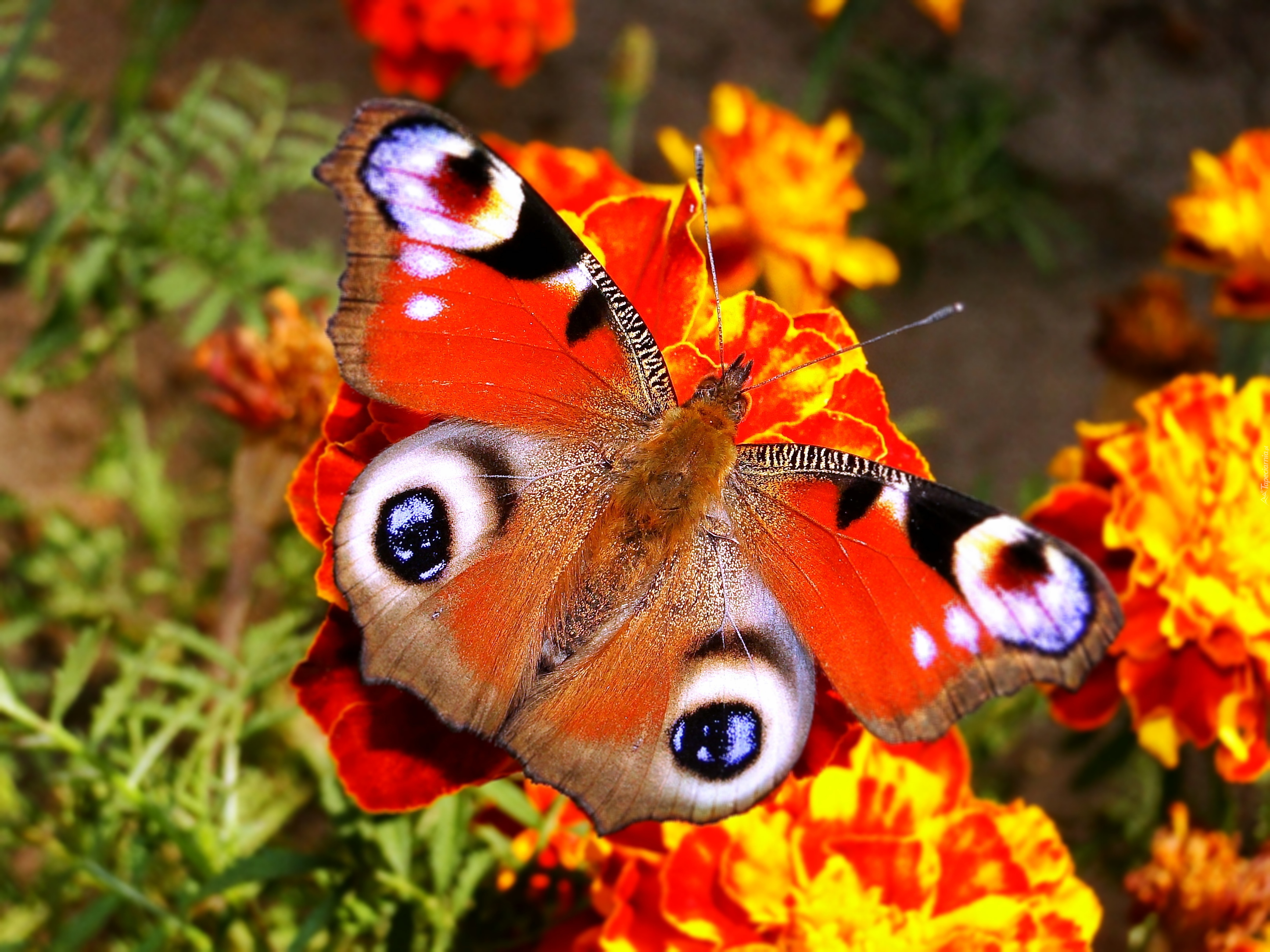 Motyl, Rusałka pawik