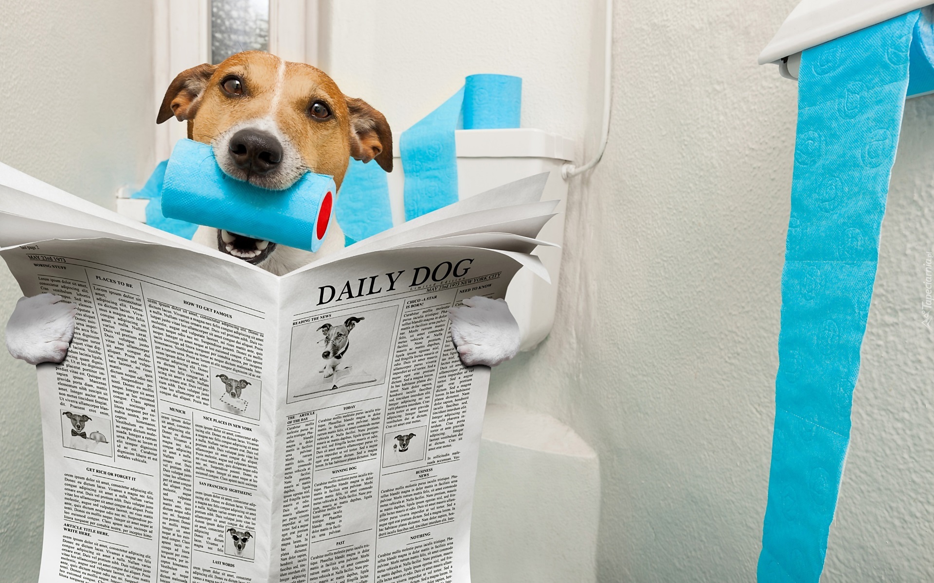 Pies, Jack Russell terrier, Gazeta, Papier, Toaletowy